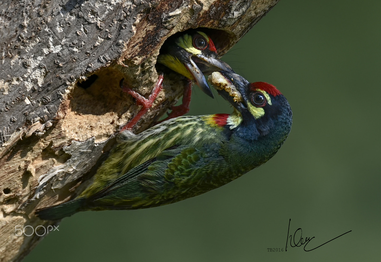 Nikon AF-S Nikkor 600mm F4D ED-IF II sample photo