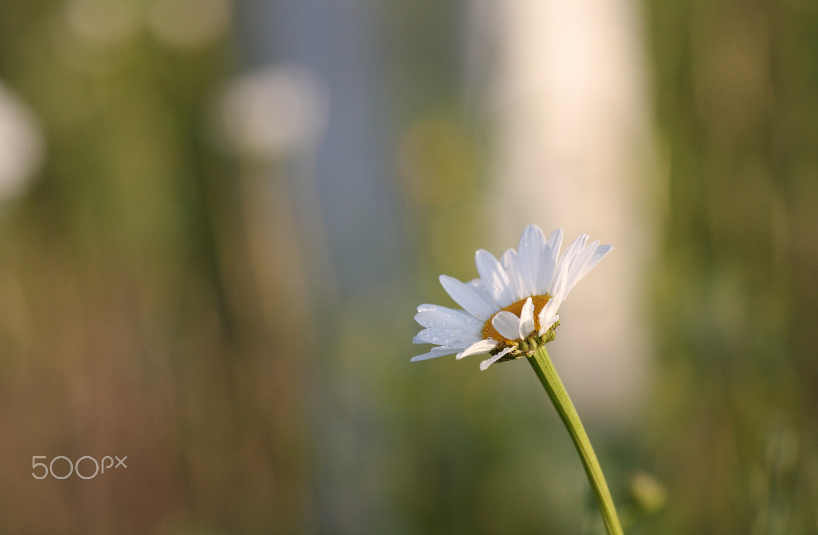 Canon EOS 1000D (EOS Digital Rebel XS / EOS Kiss F) sample photo. Daisy photography