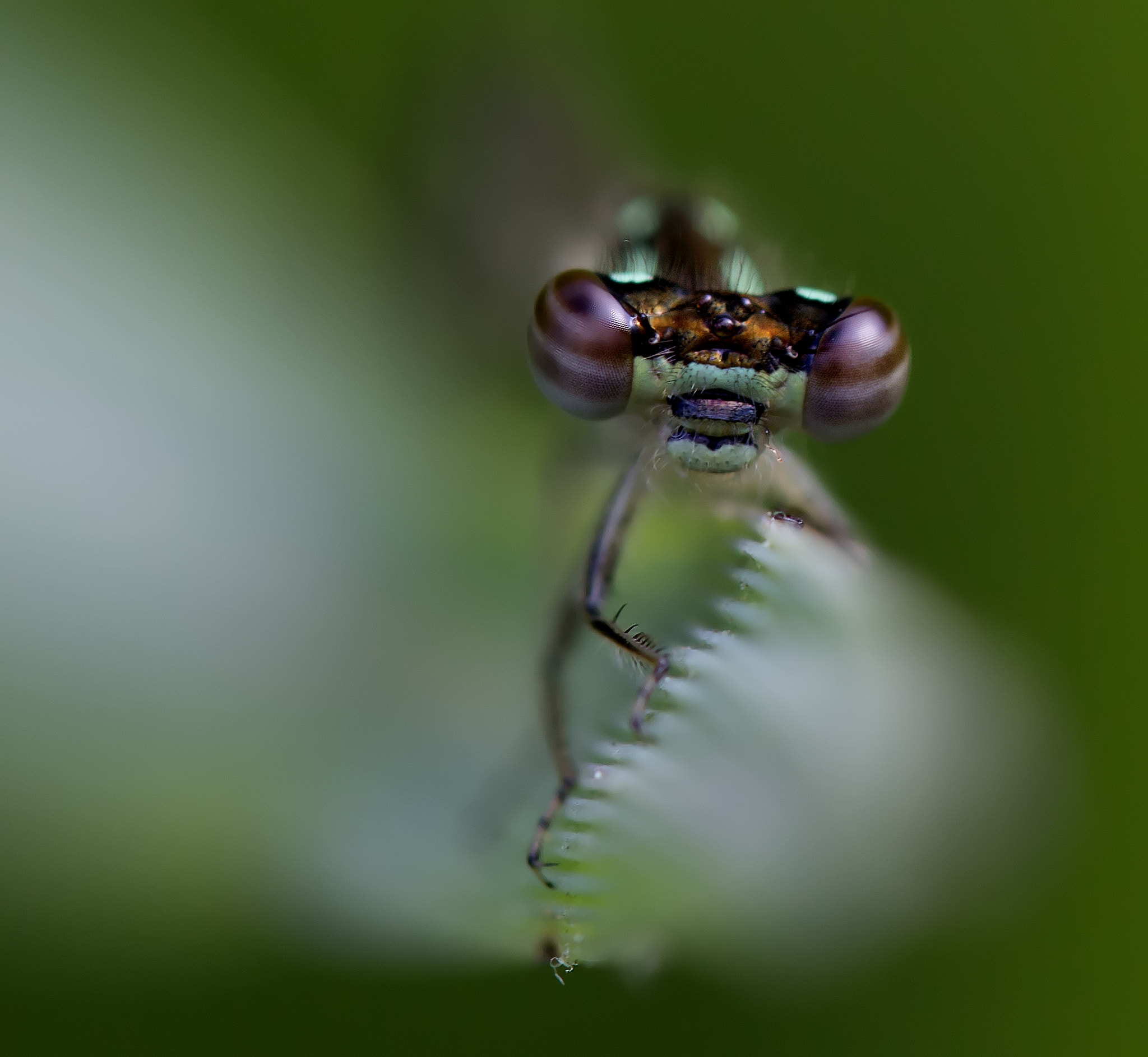 Tamron SP AF 180mm F3.5 Di LD (IF) Macro sample photo. Fragile forktail 976 photography