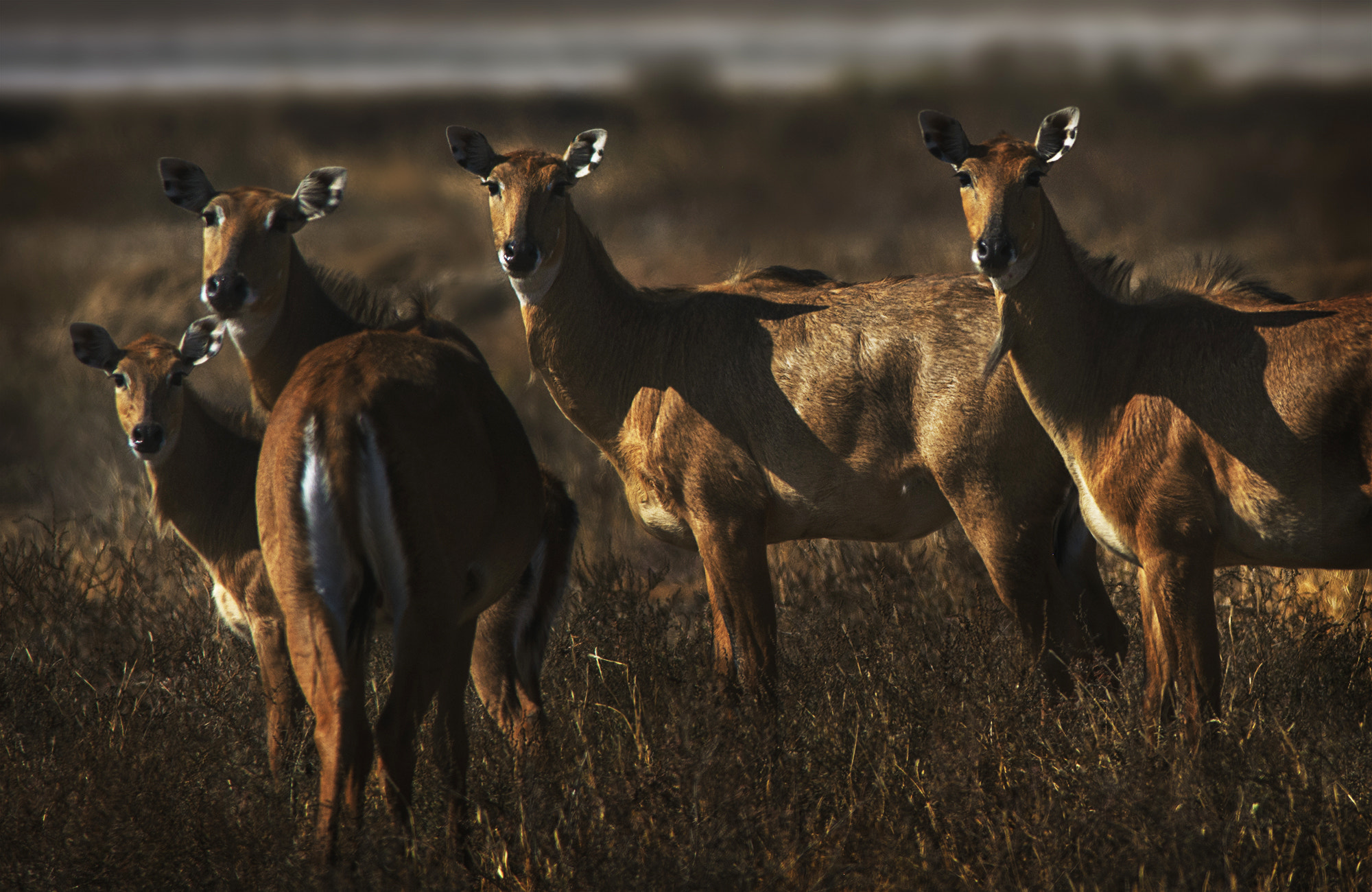 Nikon D5200 + Nikon AF-S Nikkor 300mm F4D ED-IF sample photo. All eyes on you photography