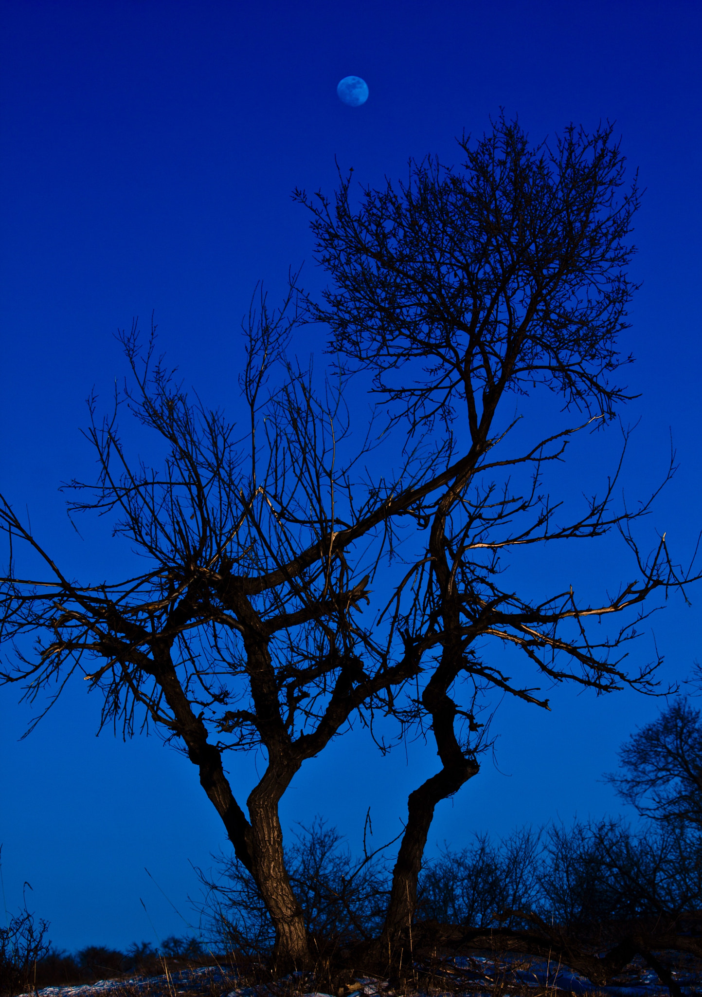Canon EF 70-200mm F2.8L IS II USM sample photo. 夜色 photography