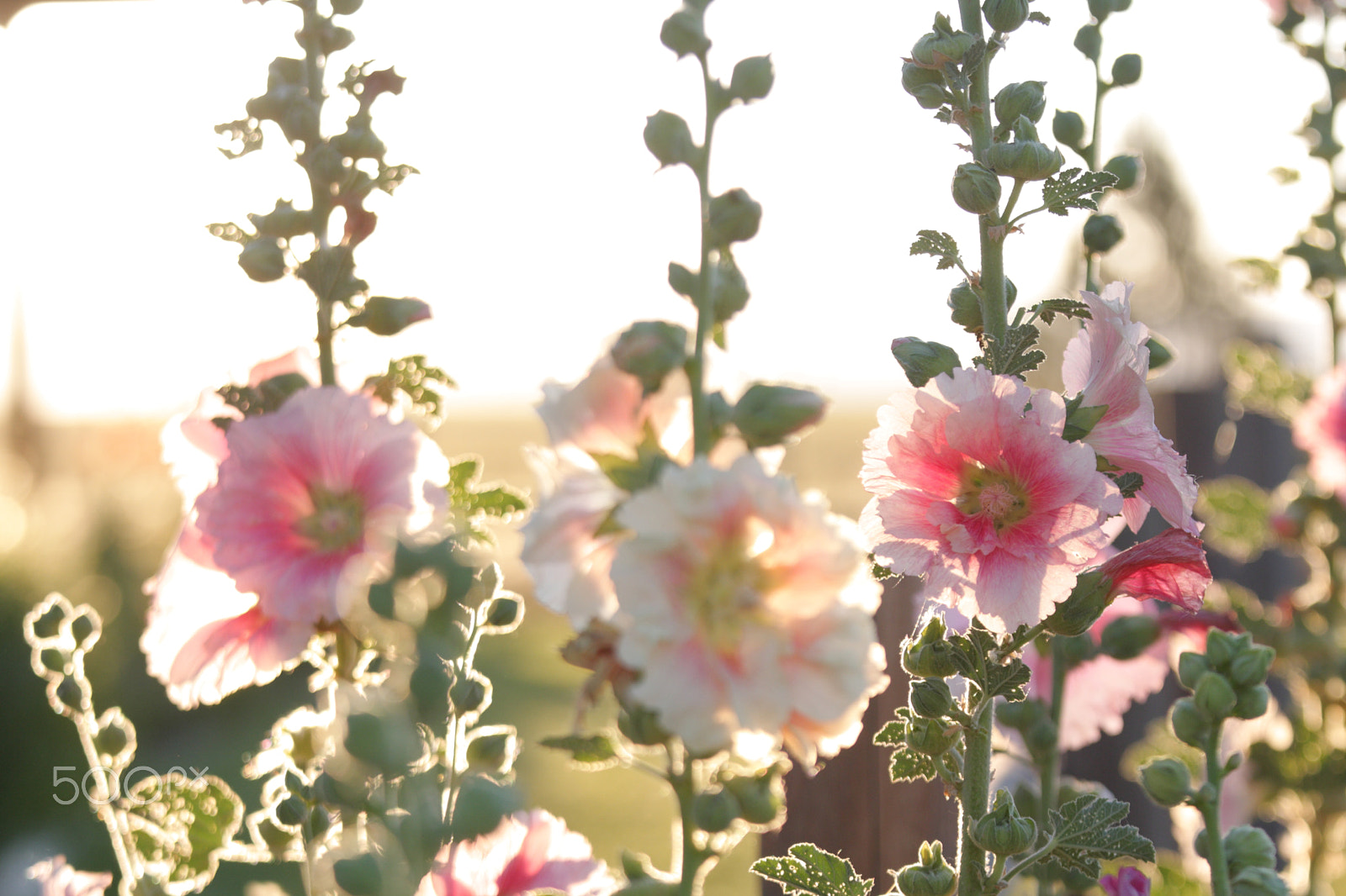 Canon EOS 1000D (EOS Digital Rebel XS / EOS Kiss F) sample photo. Hollyhocks photography