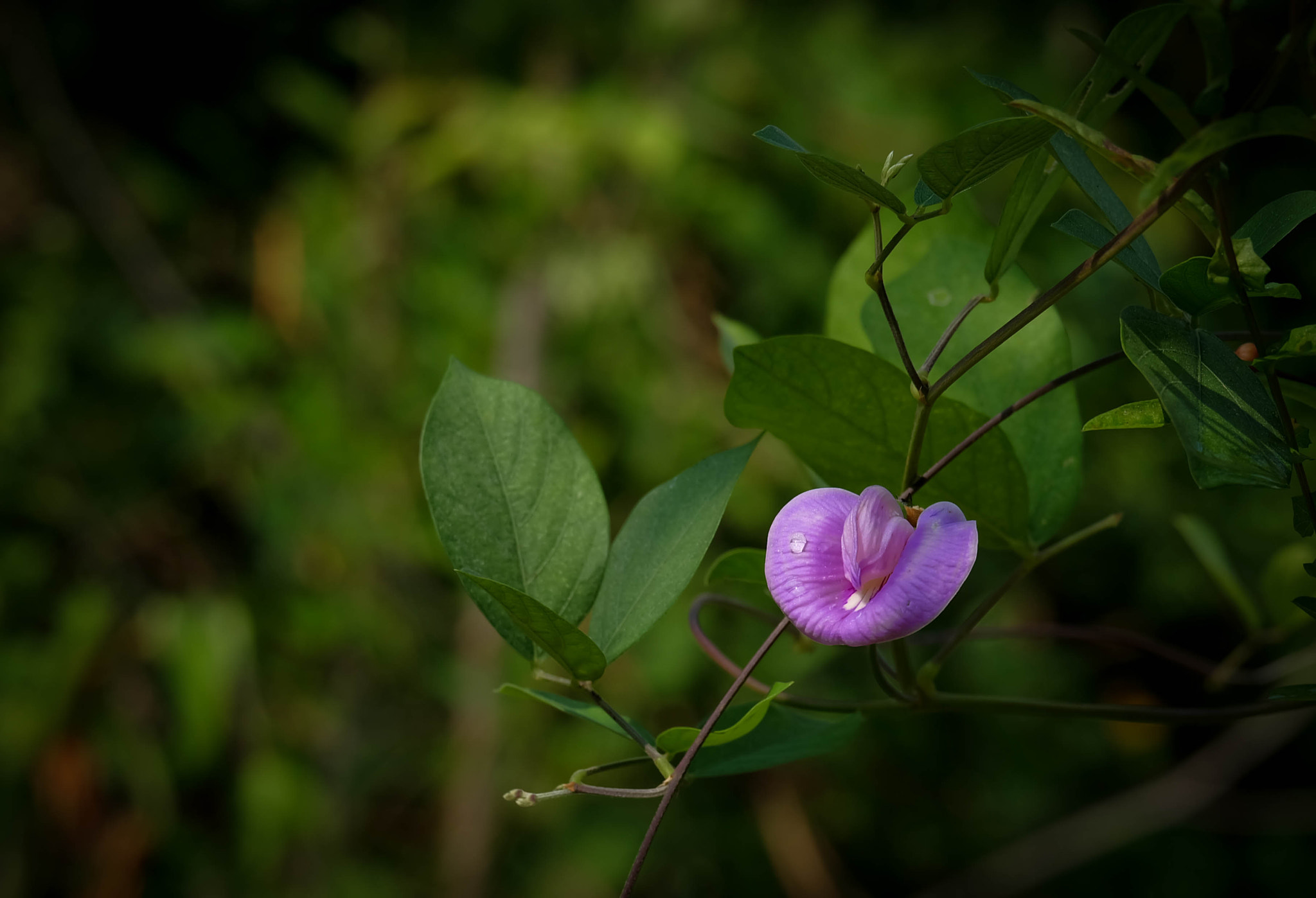Fujifilm X-A1 + Fujifilm XC 50-230mm F4.5-6.7 OIS sample photo. Dscf9516.jpg photography