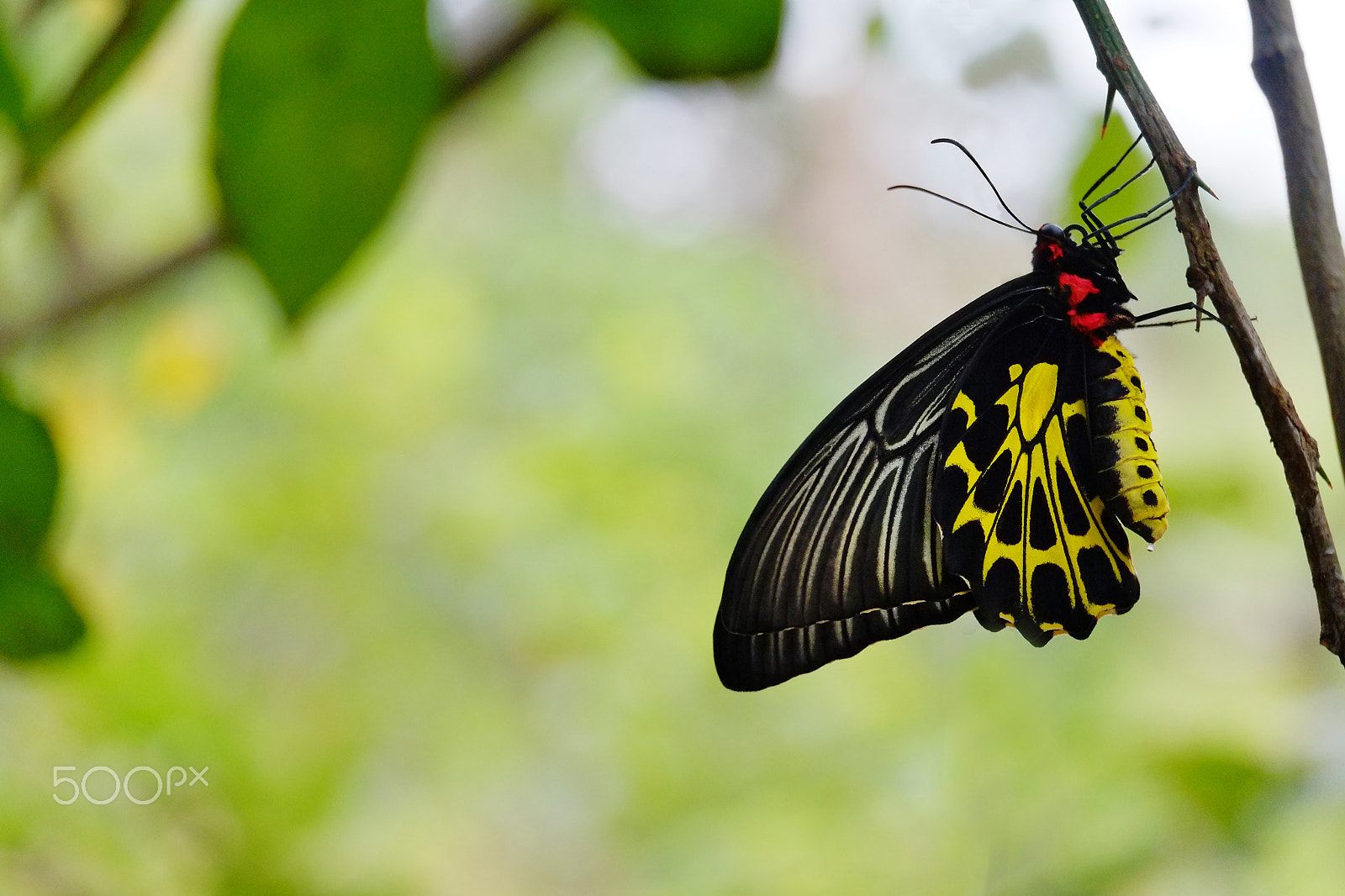 Fujifilm X-E1 + Fujifilm XC 50-230mm F4.5-6.7 OIS II sample photo. Butterfly photography