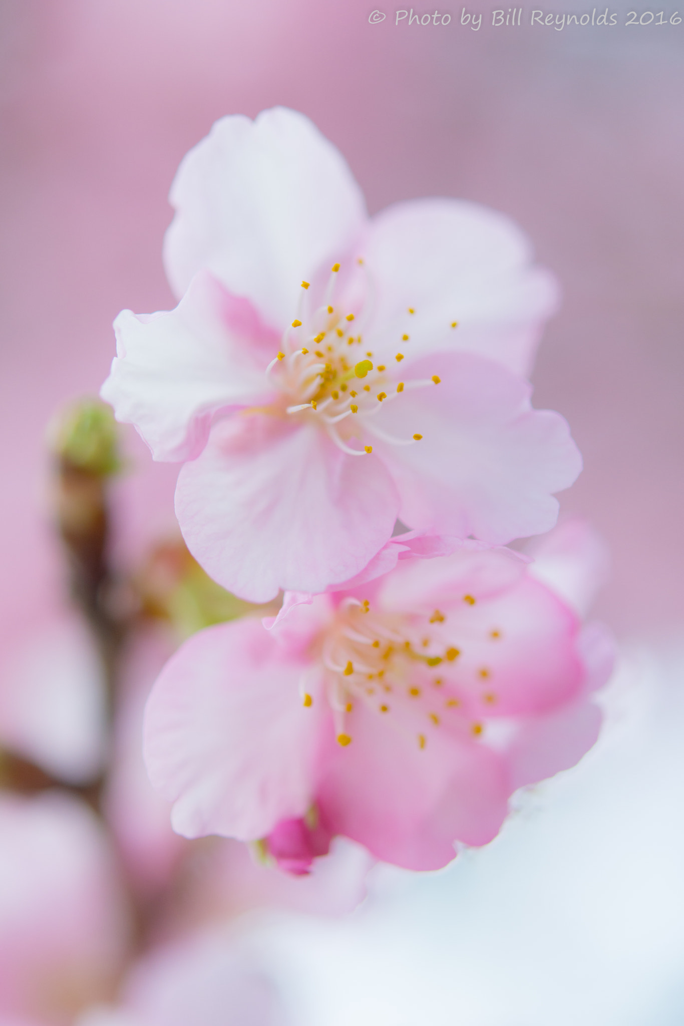 Nikon AF-S Micro-Nikkor 60mm F2.8G ED sample photo. Kawazu sakura photography