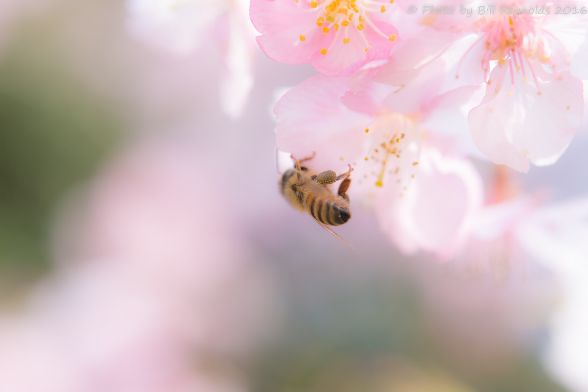 Nikon AF-S Micro-Nikkor 60mm F2.8G ED sample photo. Bee photography