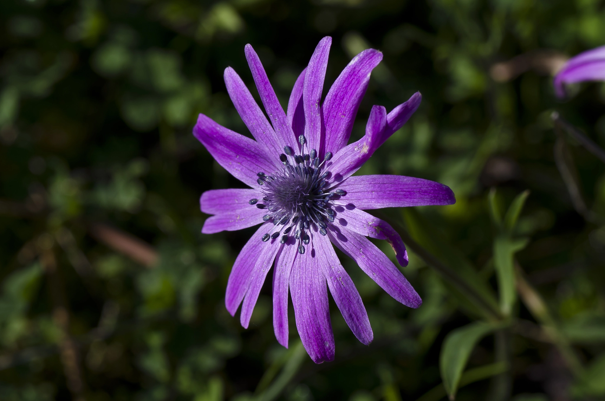 Tamron SP AF 90mm F2.8 Di Macro sample photo. Color spring photography