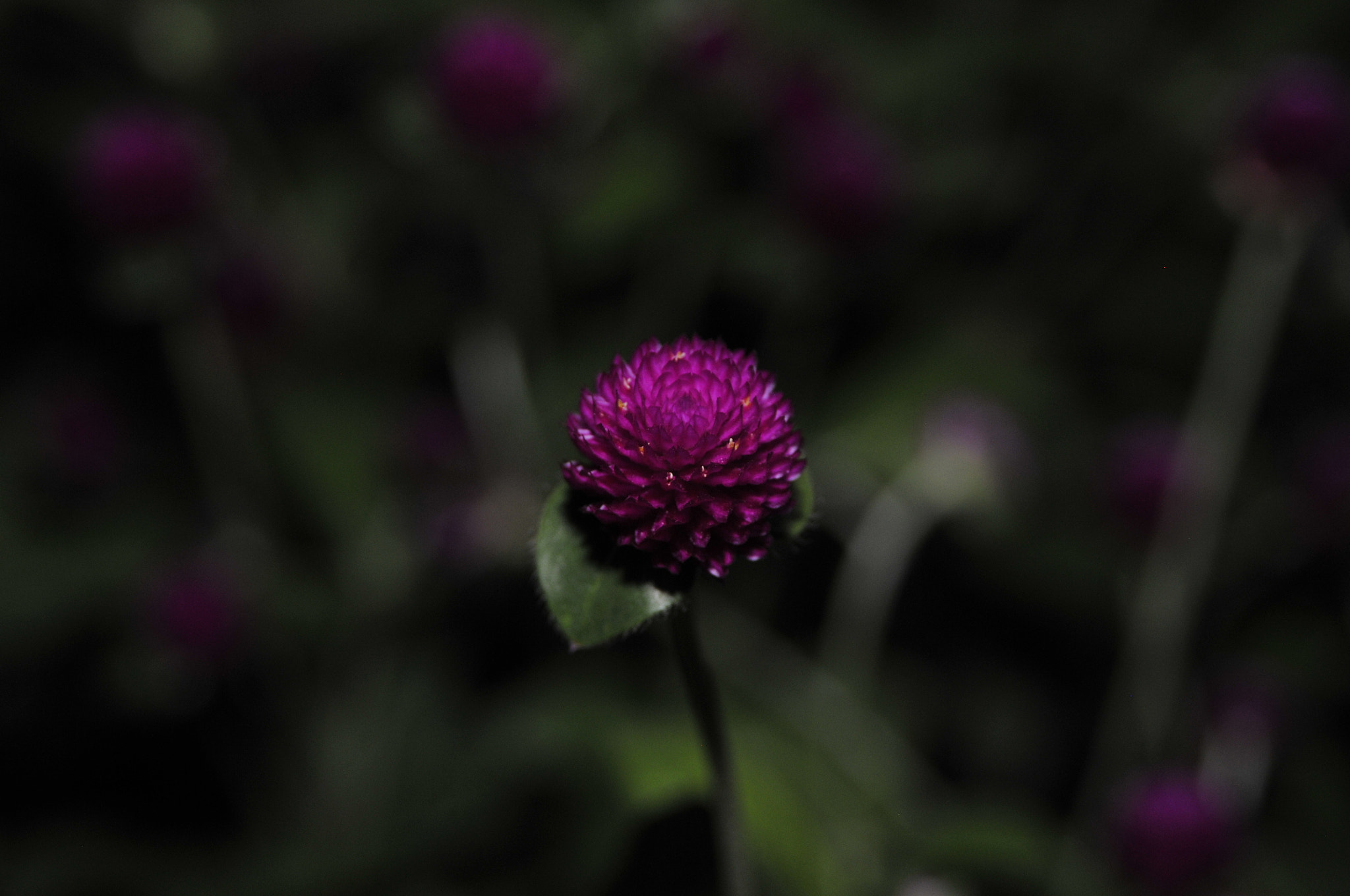 AF Zoom-Nikkor 28-105mm f/3.5-4.5D IF sample photo. Purple in the dark photography