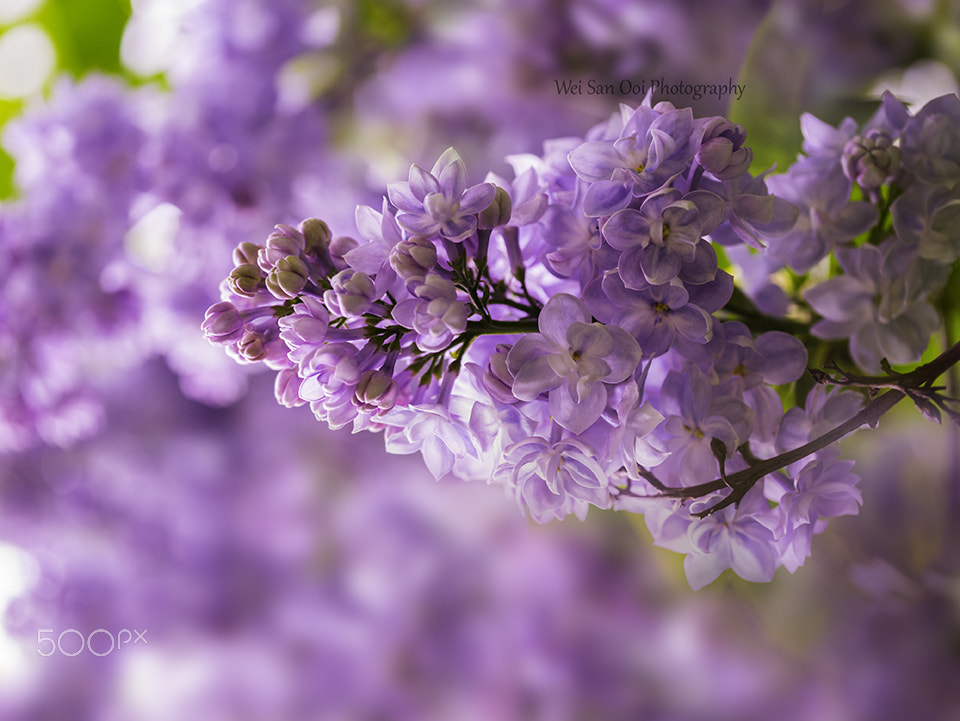 Panasonic Leica DG Macro-Elmarit 45mm F2.8 ASPH OIS sample photo. Lilac 07 photography