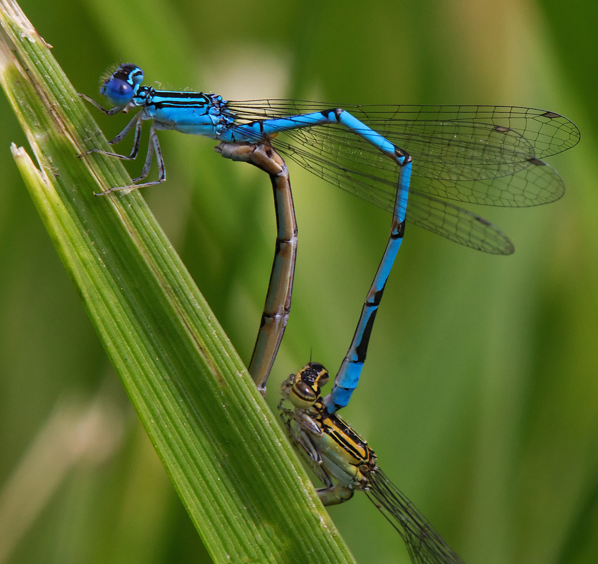 Tamron SP AF 180mm F3.5 Di LD (IF) Macro sample photo. Double striped bluets photography
