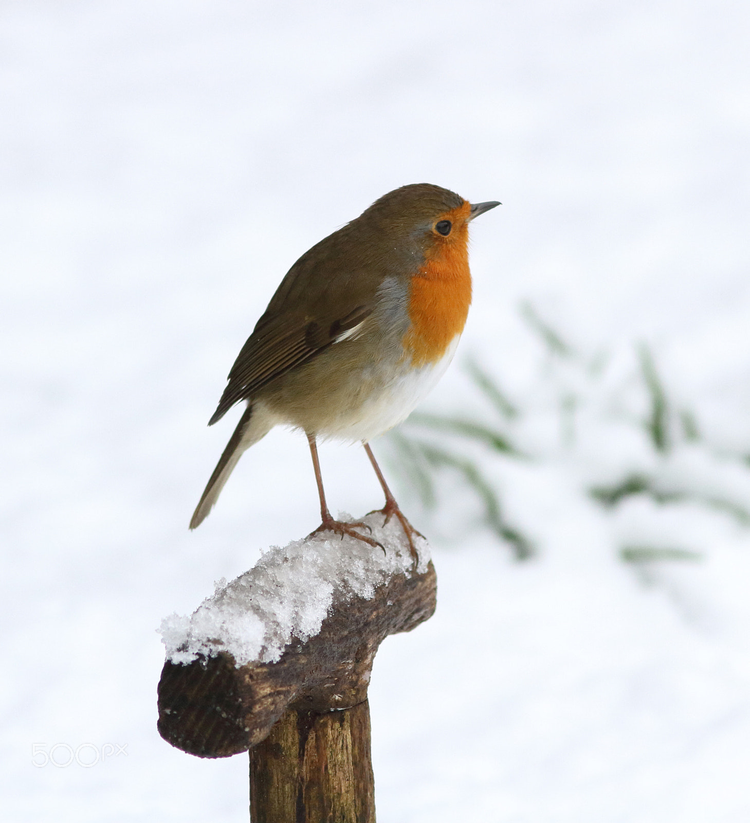 Canon EOS 7D + Canon EF 200mm F2.8L II USM sample photo. Robin in snow 02 photography