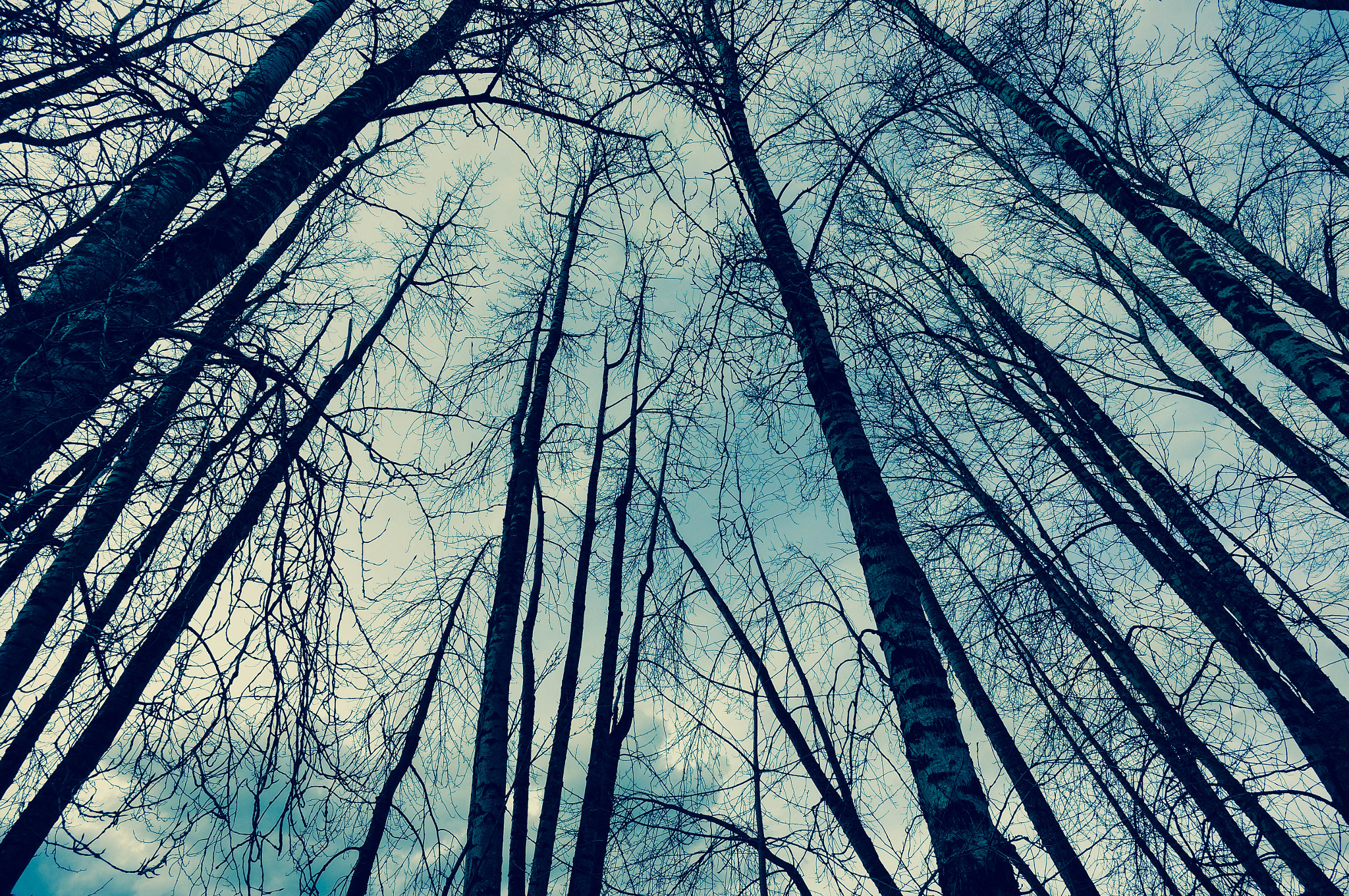 Sony Alpha NEX-5N + ZEISS Touit 12mm F2.8 sample photo. Looking up at the sky photography