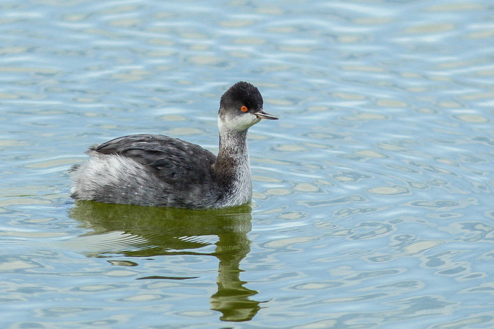 Canon EF 300mm F4L IS USM sample photo. Eared grebe photography