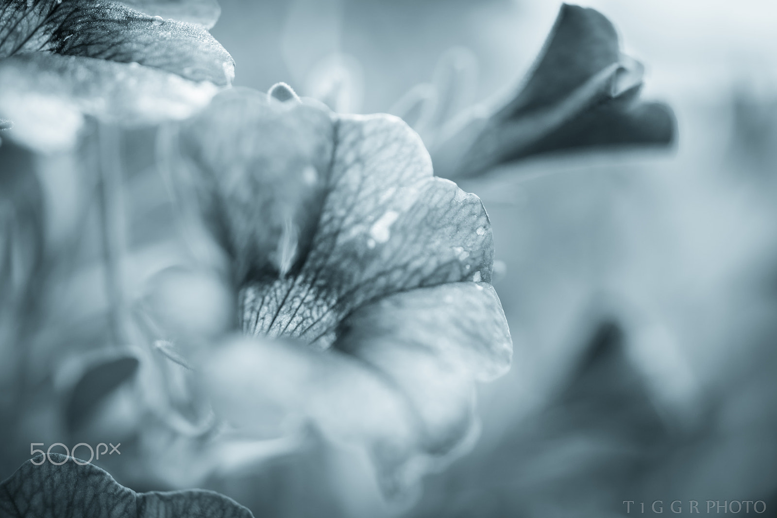 Samsung NX30 + Samsung NX 60mm F2.8 Macro ED OIS SSA sample photo. Secret garden photography