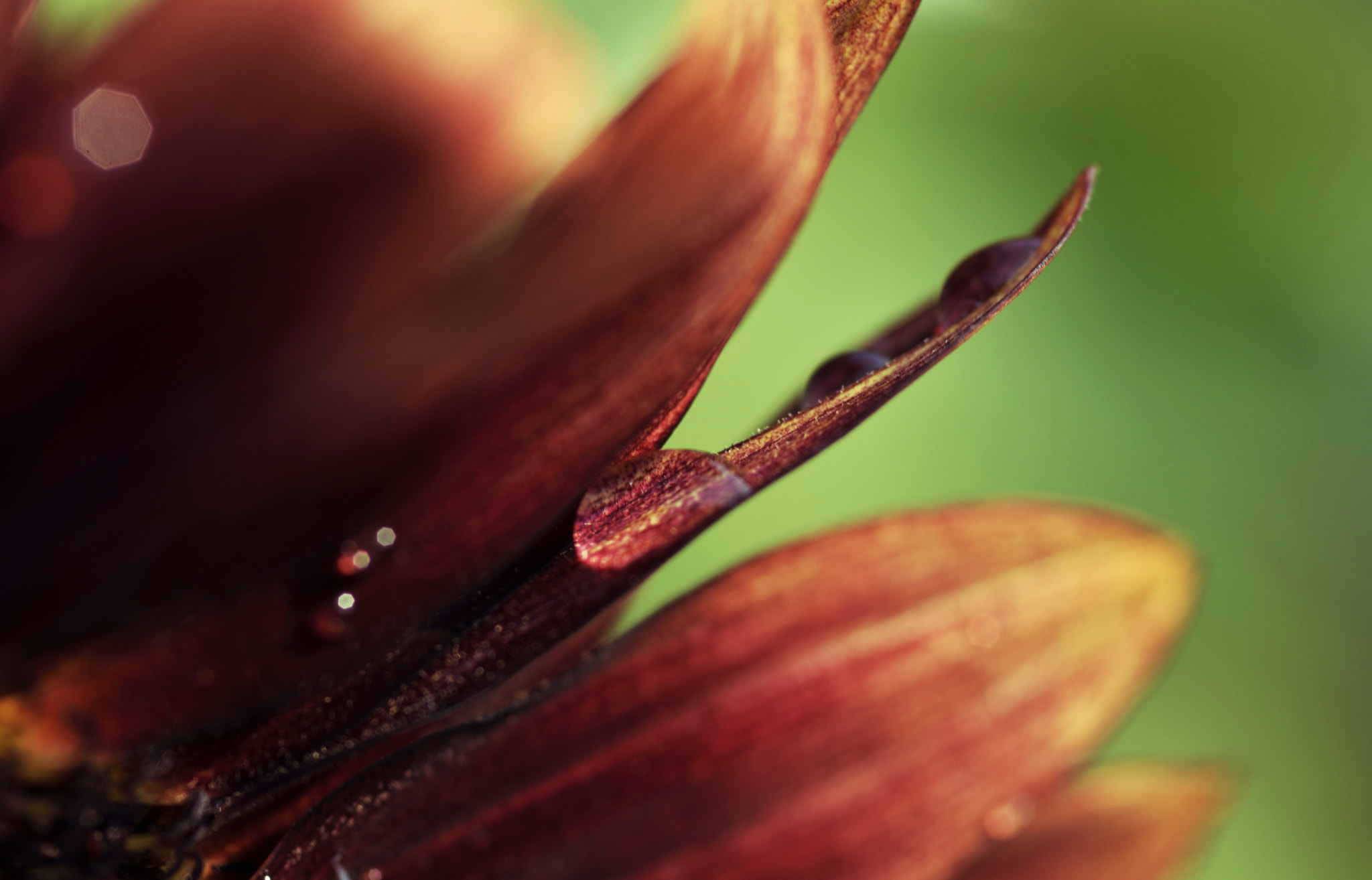 Nikon D610 + Sigma 105mm F2.8 EX DG Macro sample photo. Sunflower photography