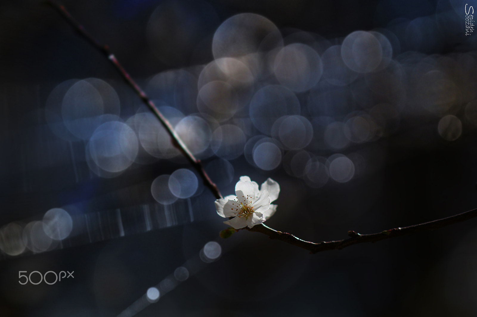 Tamron SP AF 90mm F2.8 Di Macro sample photo. Midnight beauty photography