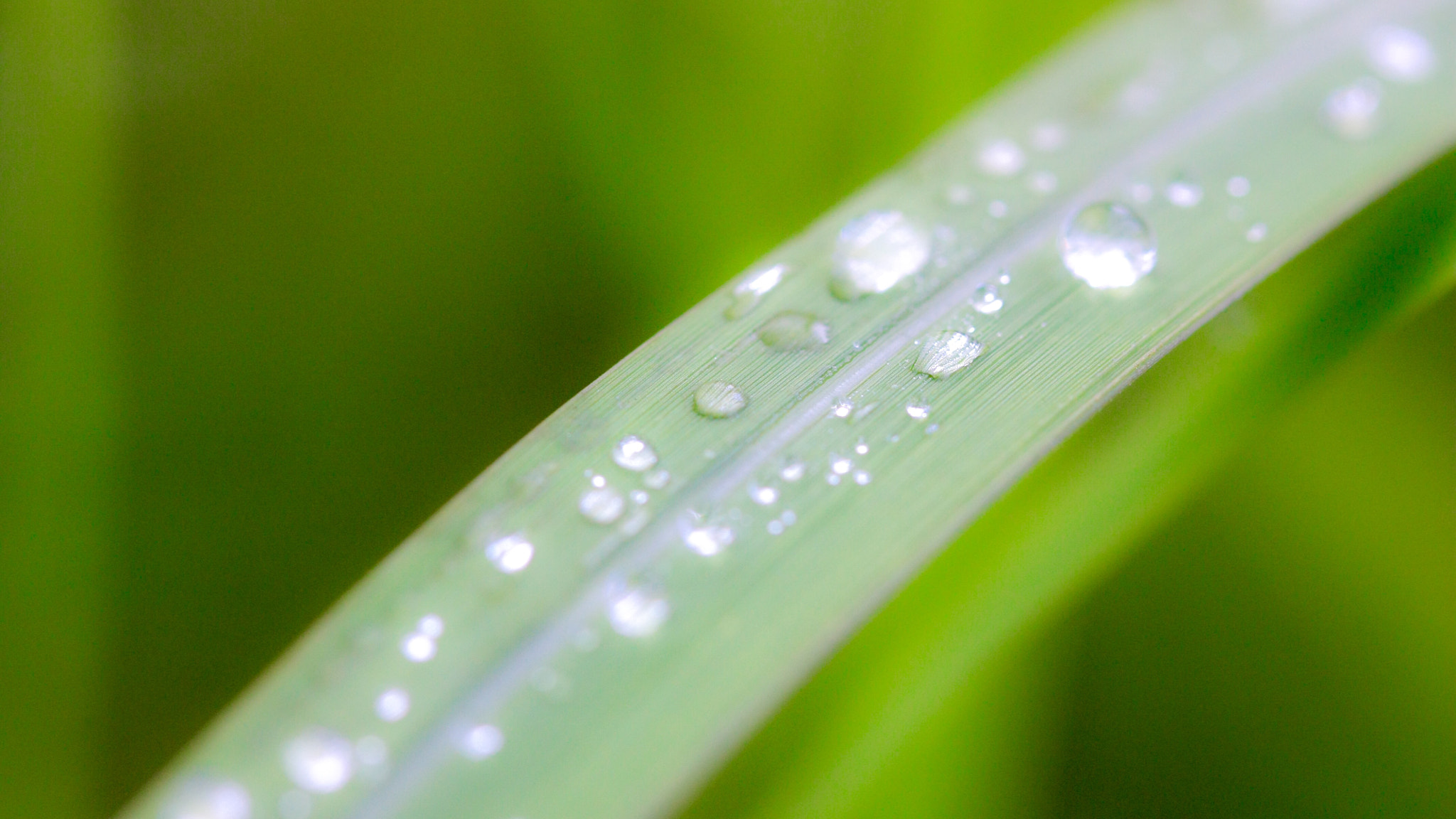 Canon EF 100mm F2.8 Macro USM sample photo. Rainy afternoon photography
