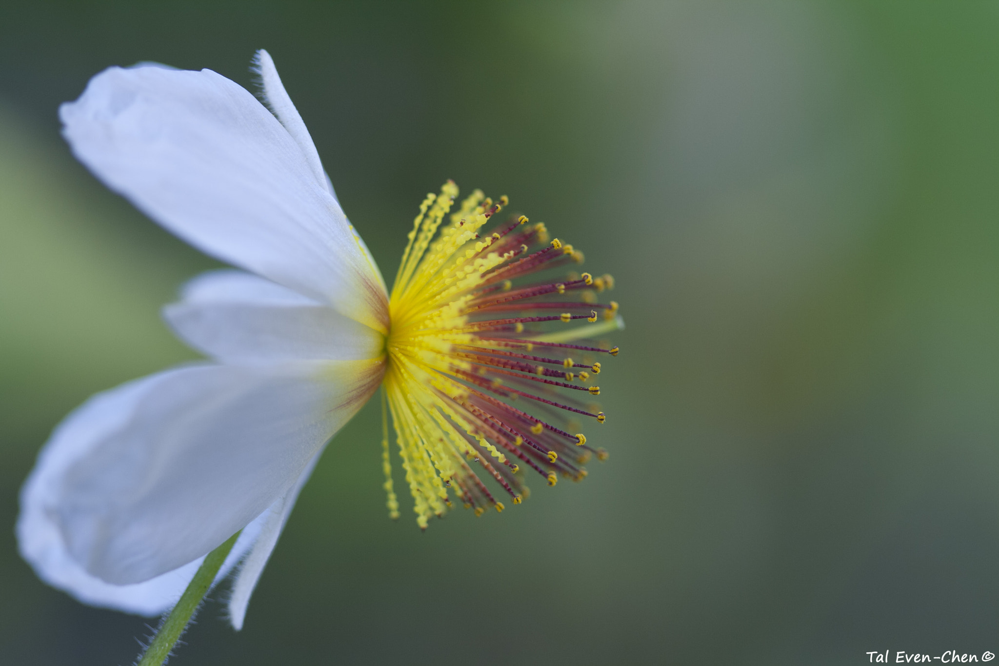 Canon EF 100mm F2.8 Macro USM sample photo. Crown photography