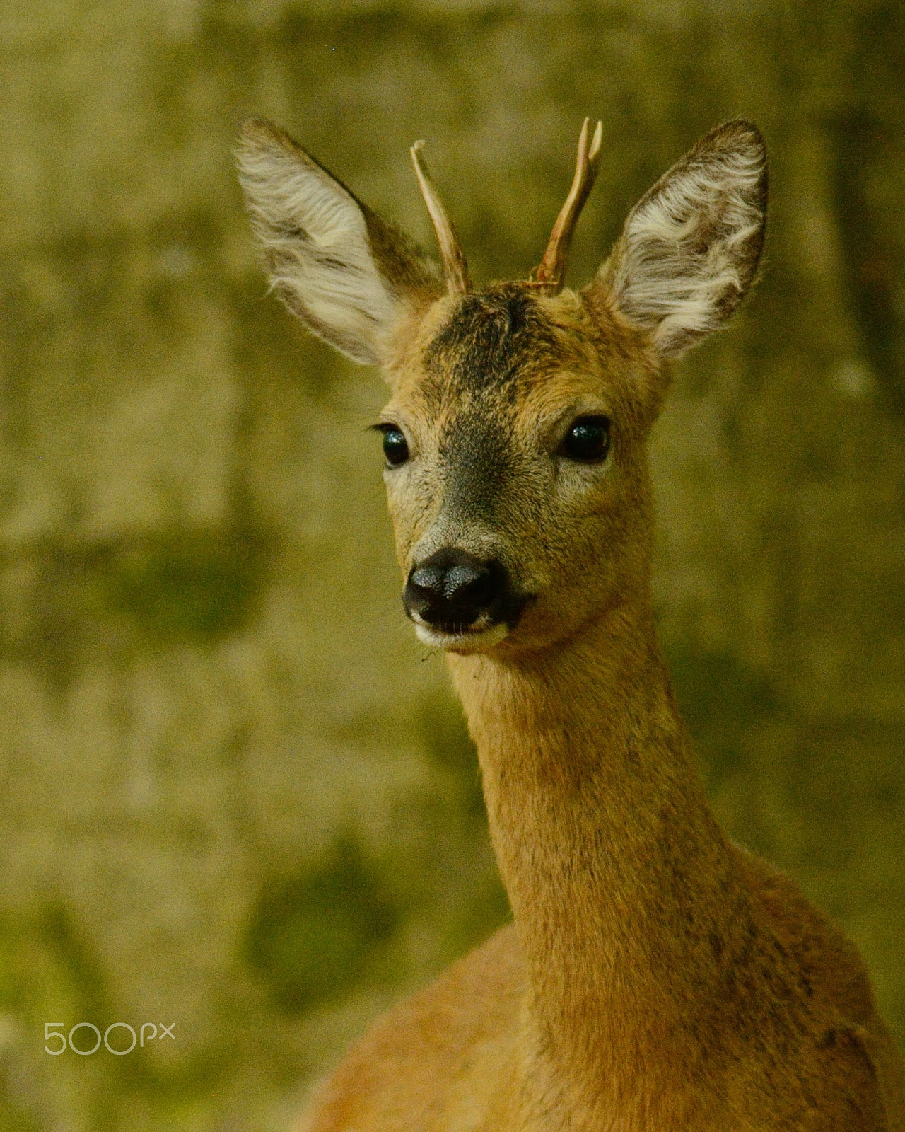 Nikon AF-S Nikkor 300mm F2.8G ED-IF VR sample photo. Roe deer photography
