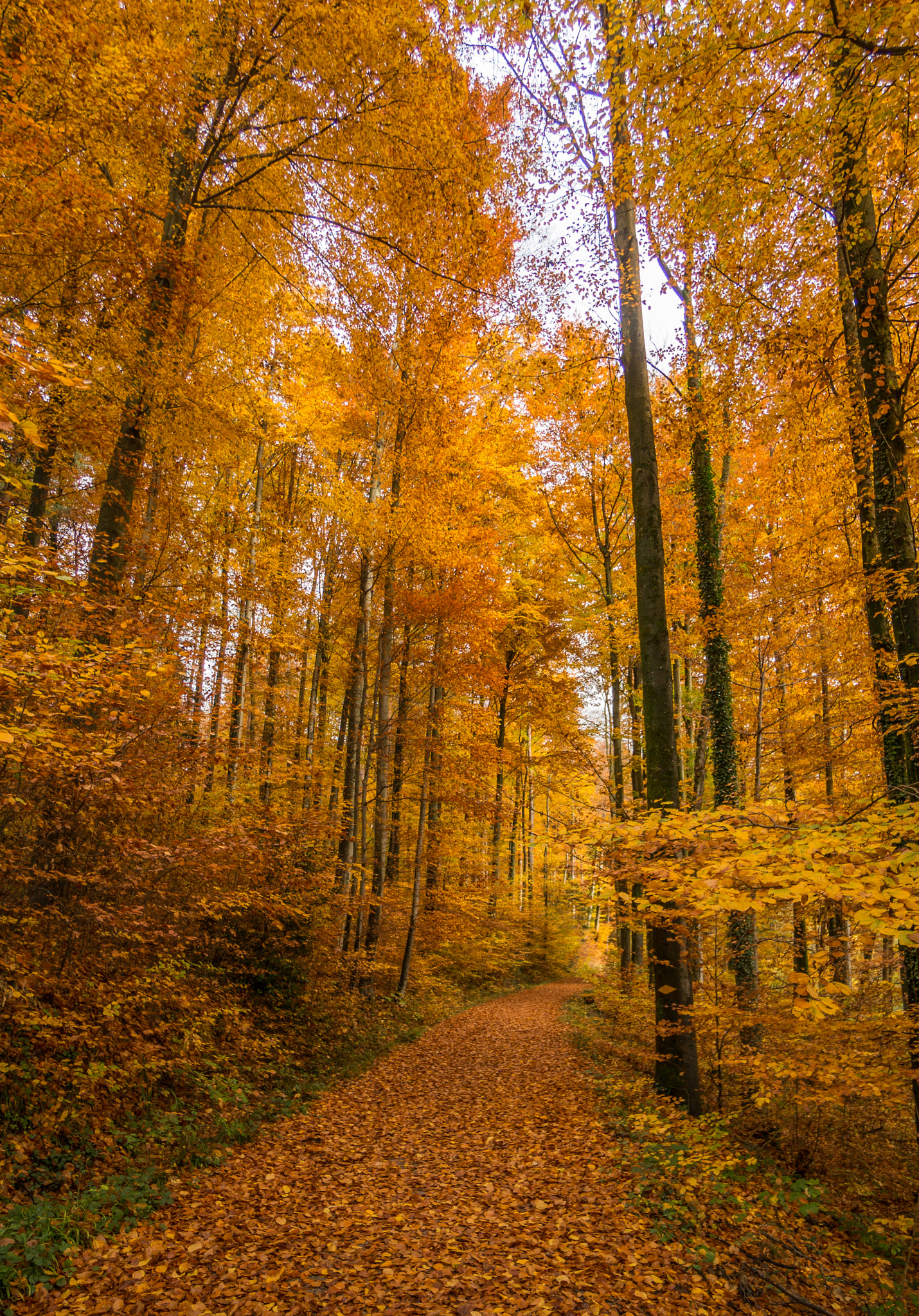 Sony Alpha NEX-6 + Sony E 10-18mm F4 OSS sample photo. Autumn reds and yellows photography