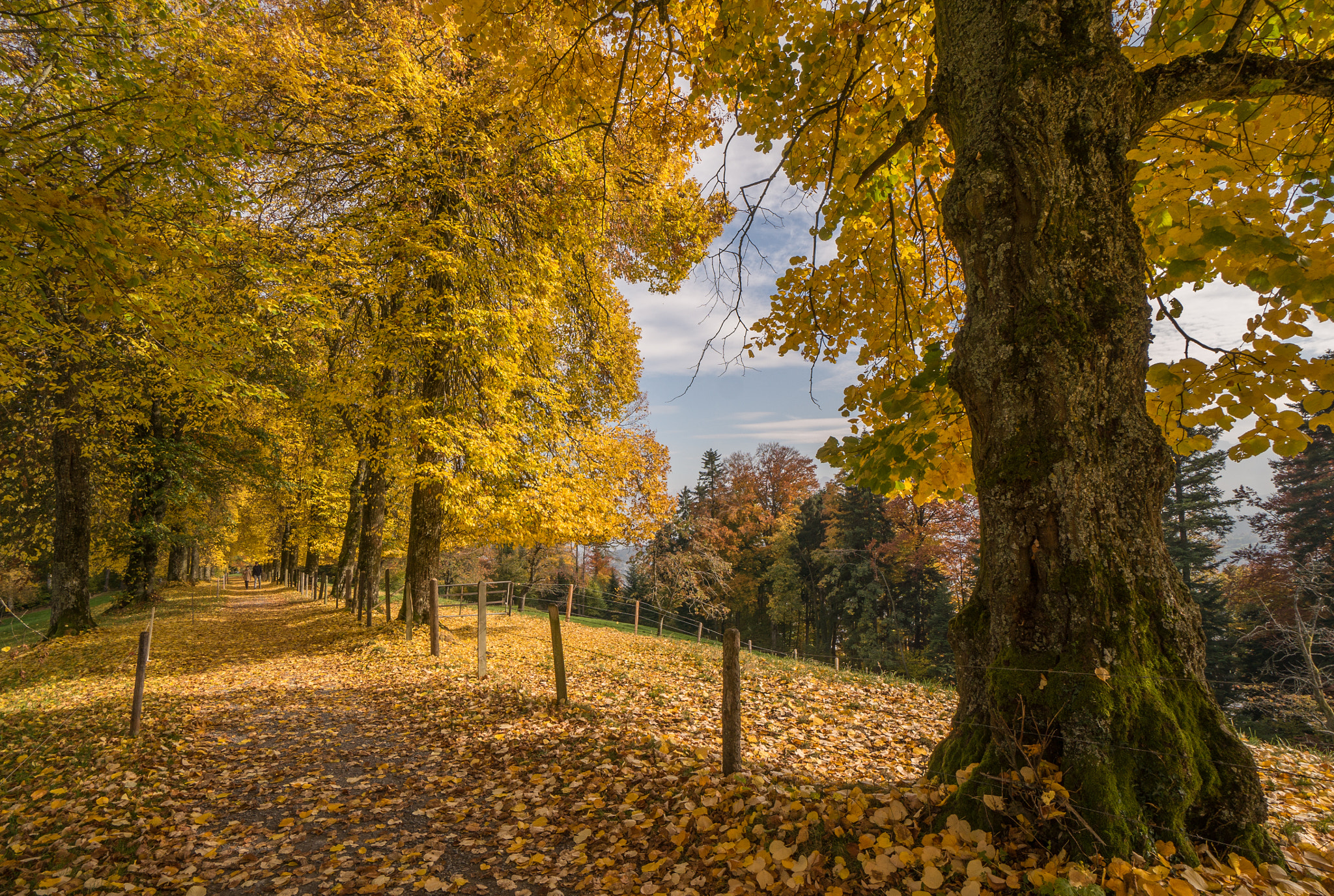 Sony Alpha NEX-6 + Sony E 10-18mm F4 OSS sample photo. Avenue in autumn photography