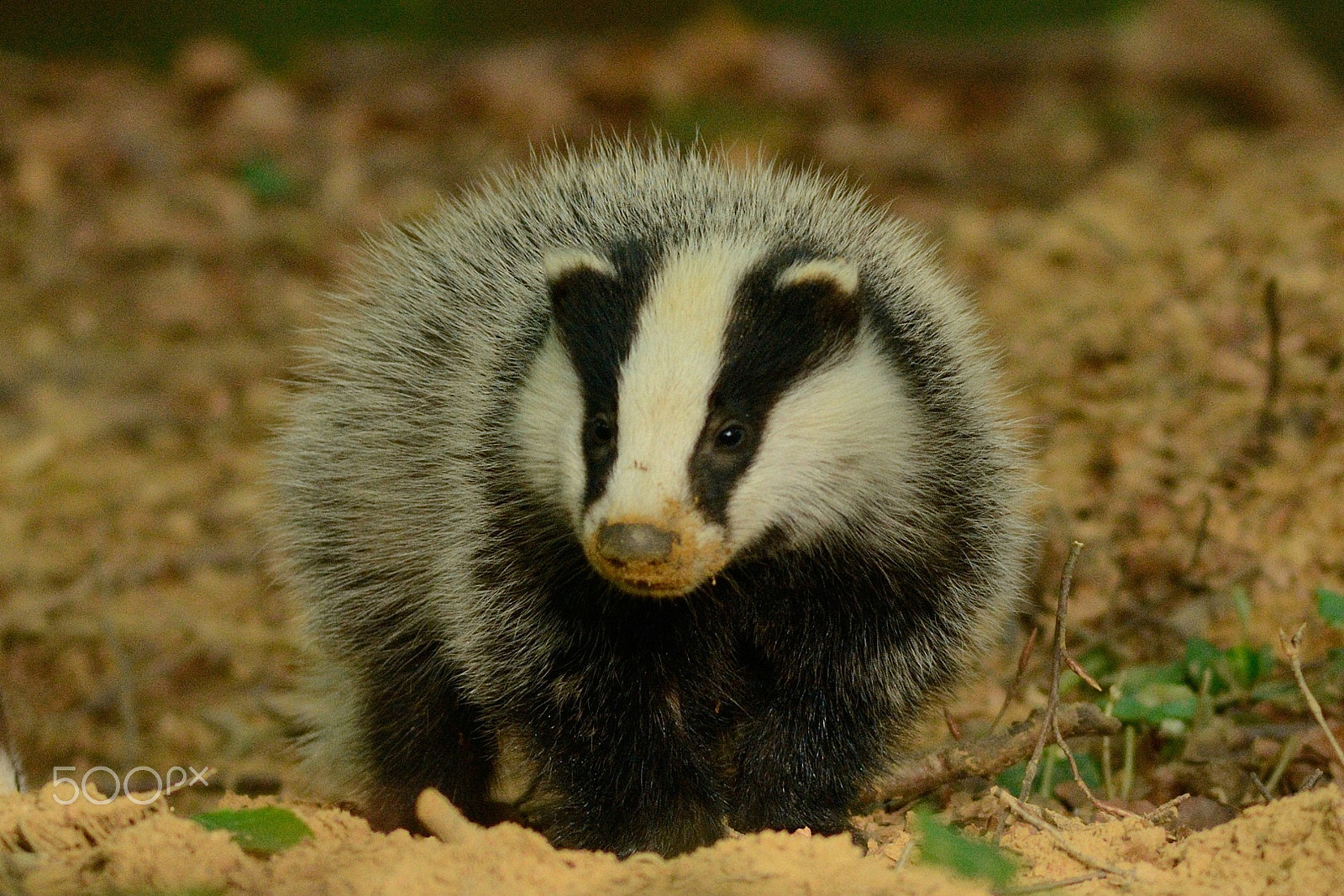 Nikon AF-S Nikkor 300mm F2.8G ED-IF VR sample photo. Young badger photography
