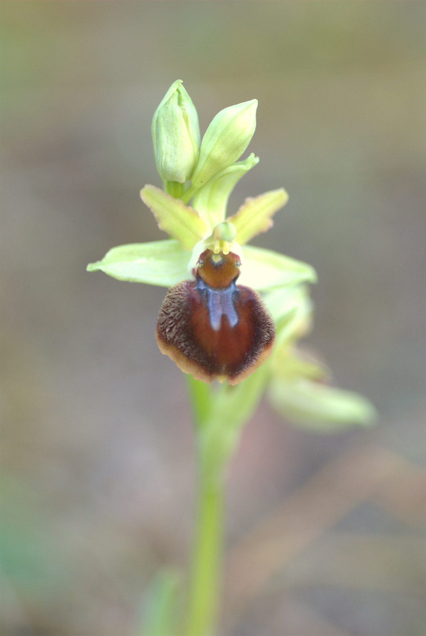 Nikon D60 sample photo. Orchidée sauvage photography