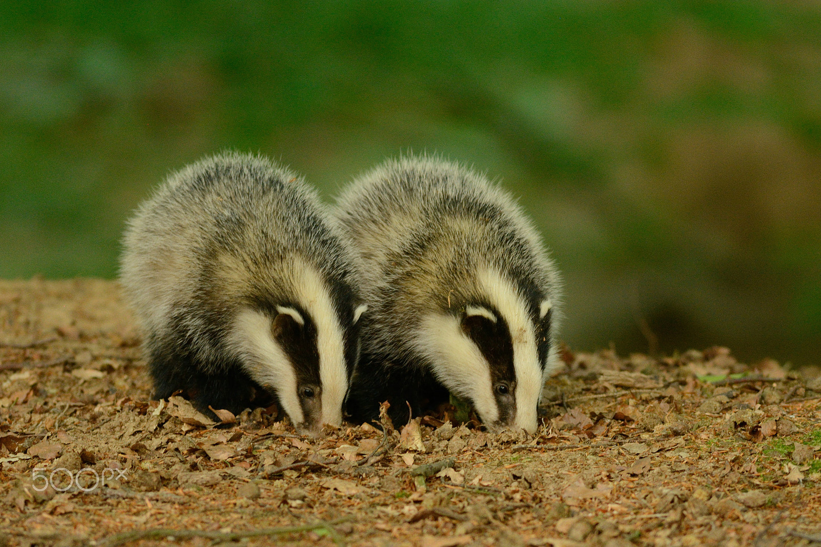 Nikon AF-S Nikkor 300mm F2.8G ED-IF VR sample photo. Brothers (or sisters?) photography
