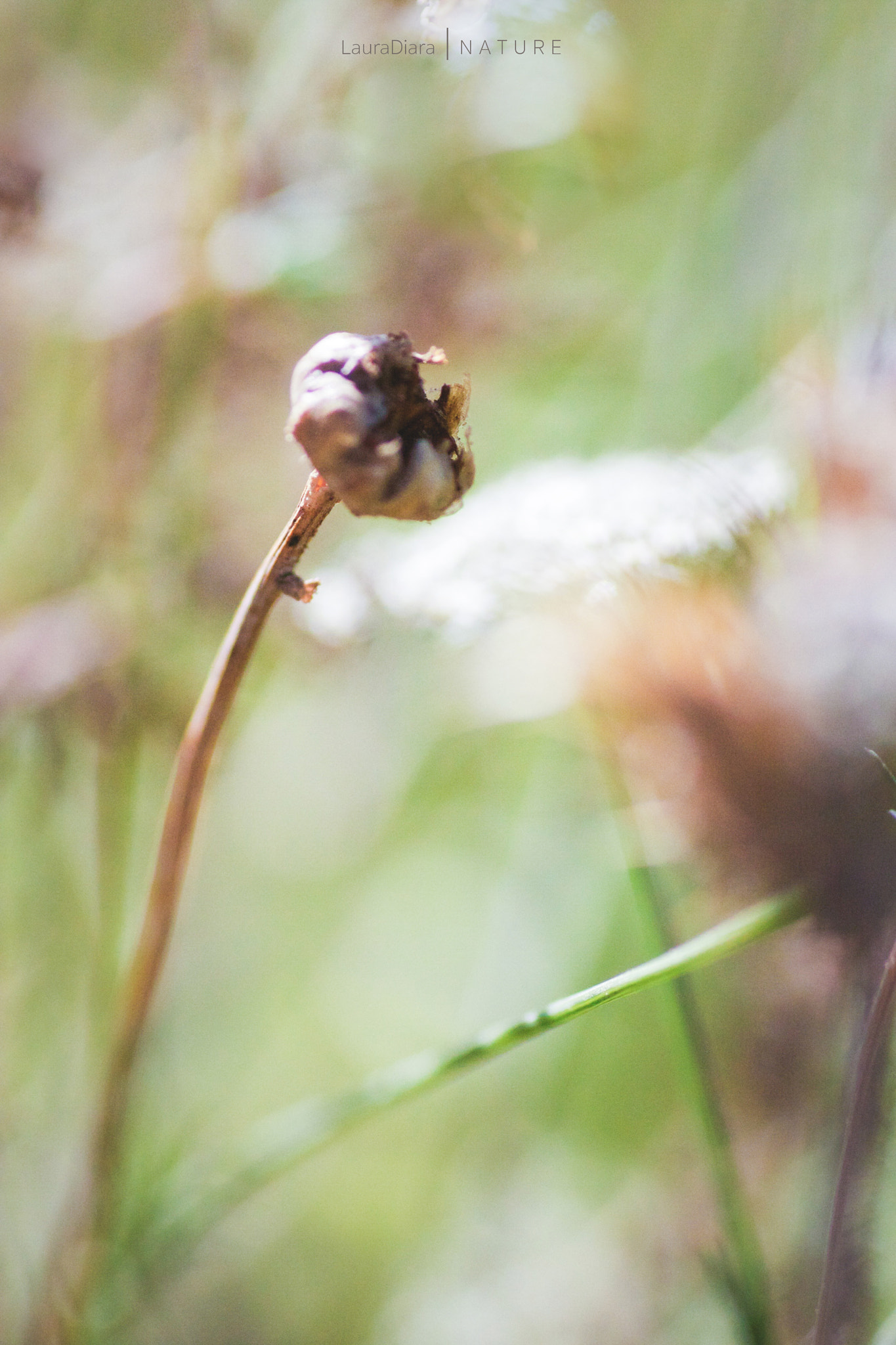 Canon EOS 40D + Tamron SP AF 90mm F2.8 Di Macro sample photo. Painted garden? photography