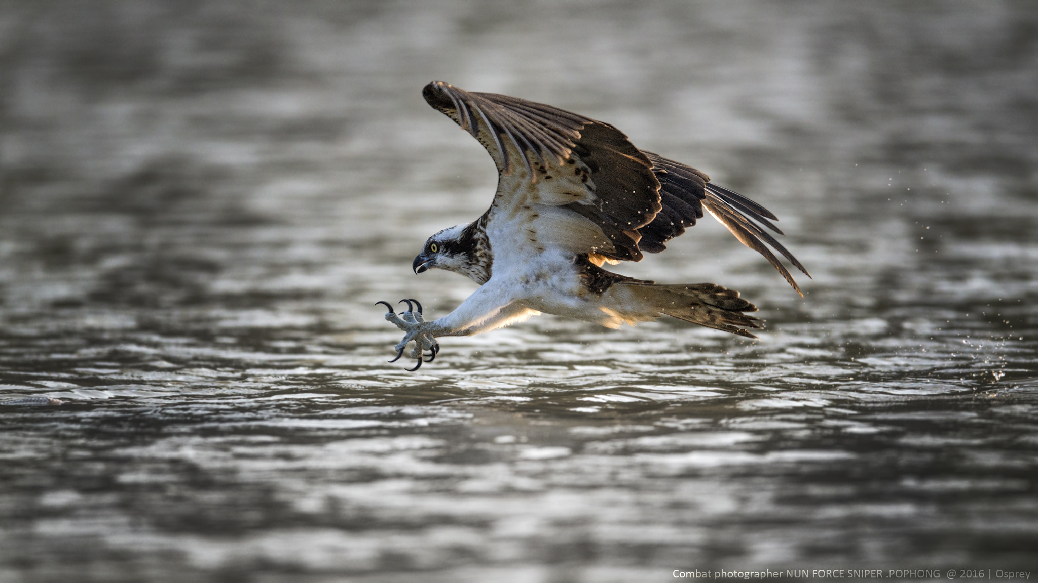 Nikon D4S sample photo. Osprey photography
