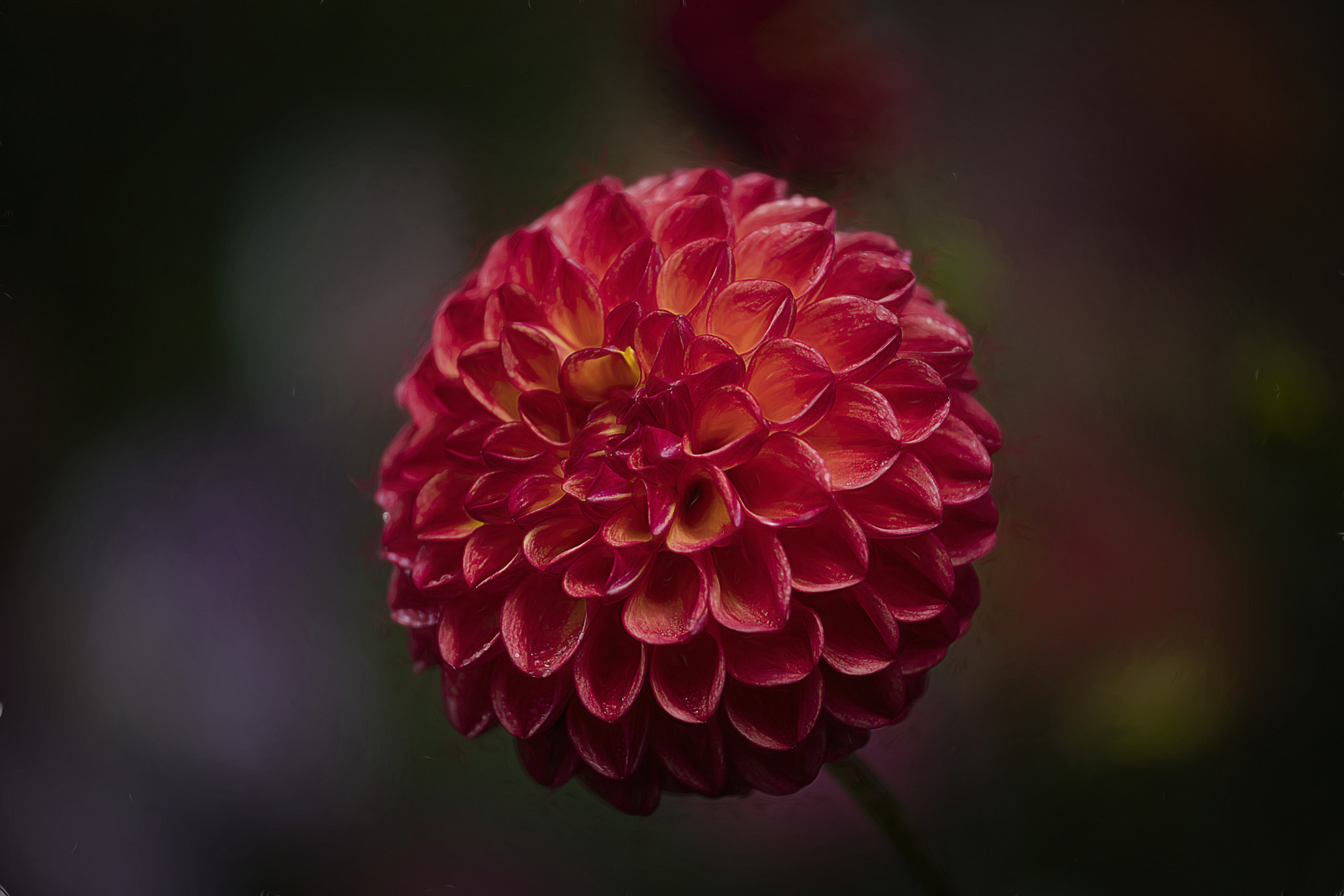 Canon EOS 5DS + Canon EF 70-200mm F4L USM sample photo. Red dahlia photography