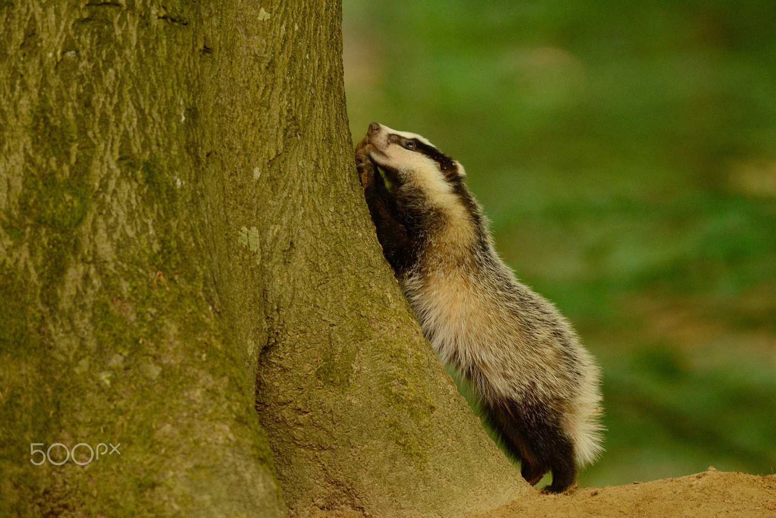 Nikon AF-S Nikkor 300mm F2.8G ED-IF VR sample photo. Should i ? photography