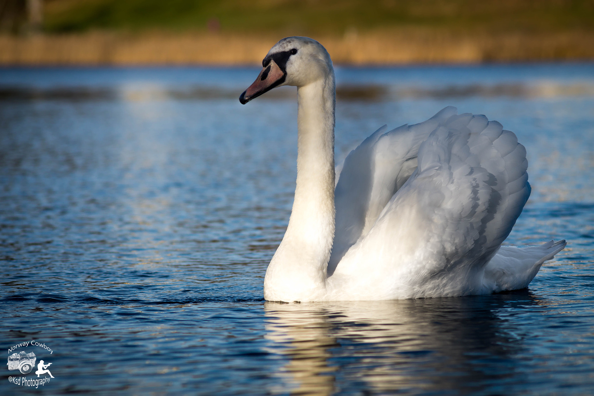Sigma 70-300mm F4-5.6 DL Macro sample photo. Edit photography