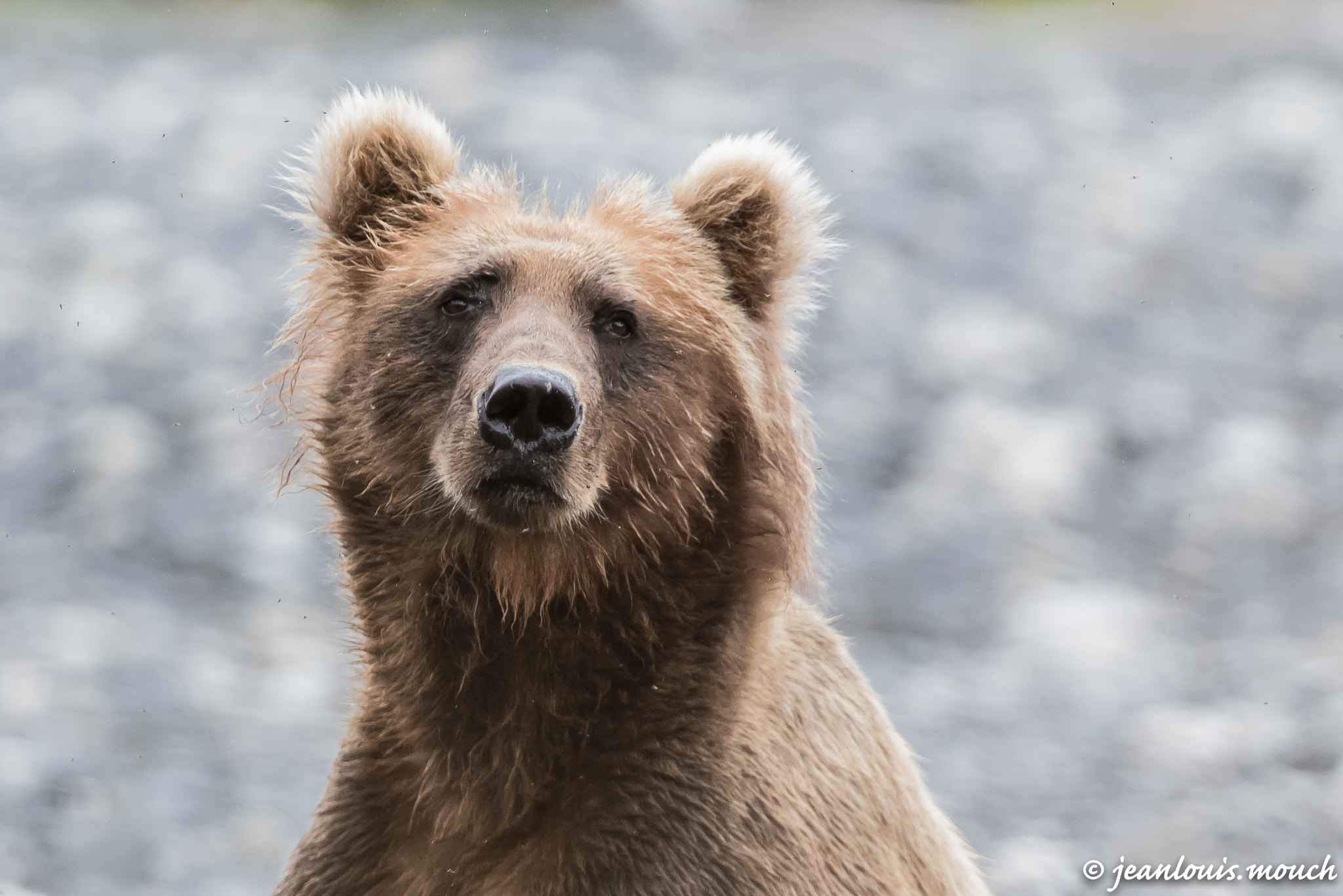 Canon EF 300mm F2.8L IS II USM sample photo. Ours de kodiak - alaska photography