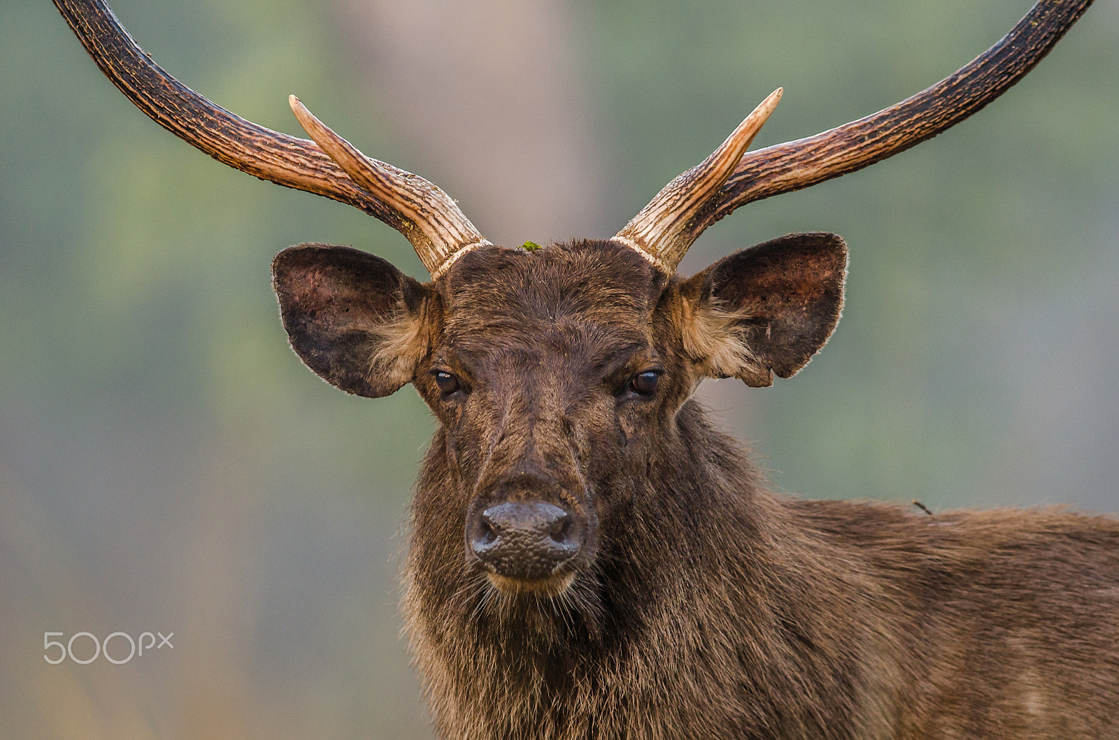 Nikon AF-S Nikkor 300mm F2.8G ED-IF VR sample photo. Sambar stag rusa unicolor photography