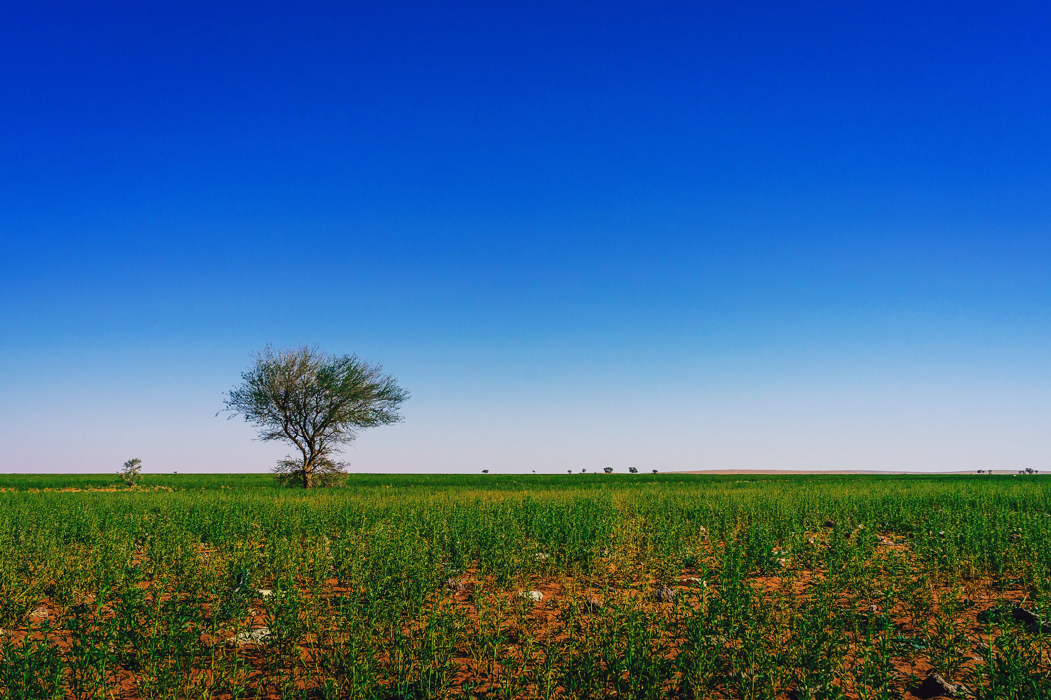 Sony a7R + Sony E 18-55mm F3.5-5.6 OSS sample photo. Desert spring photography