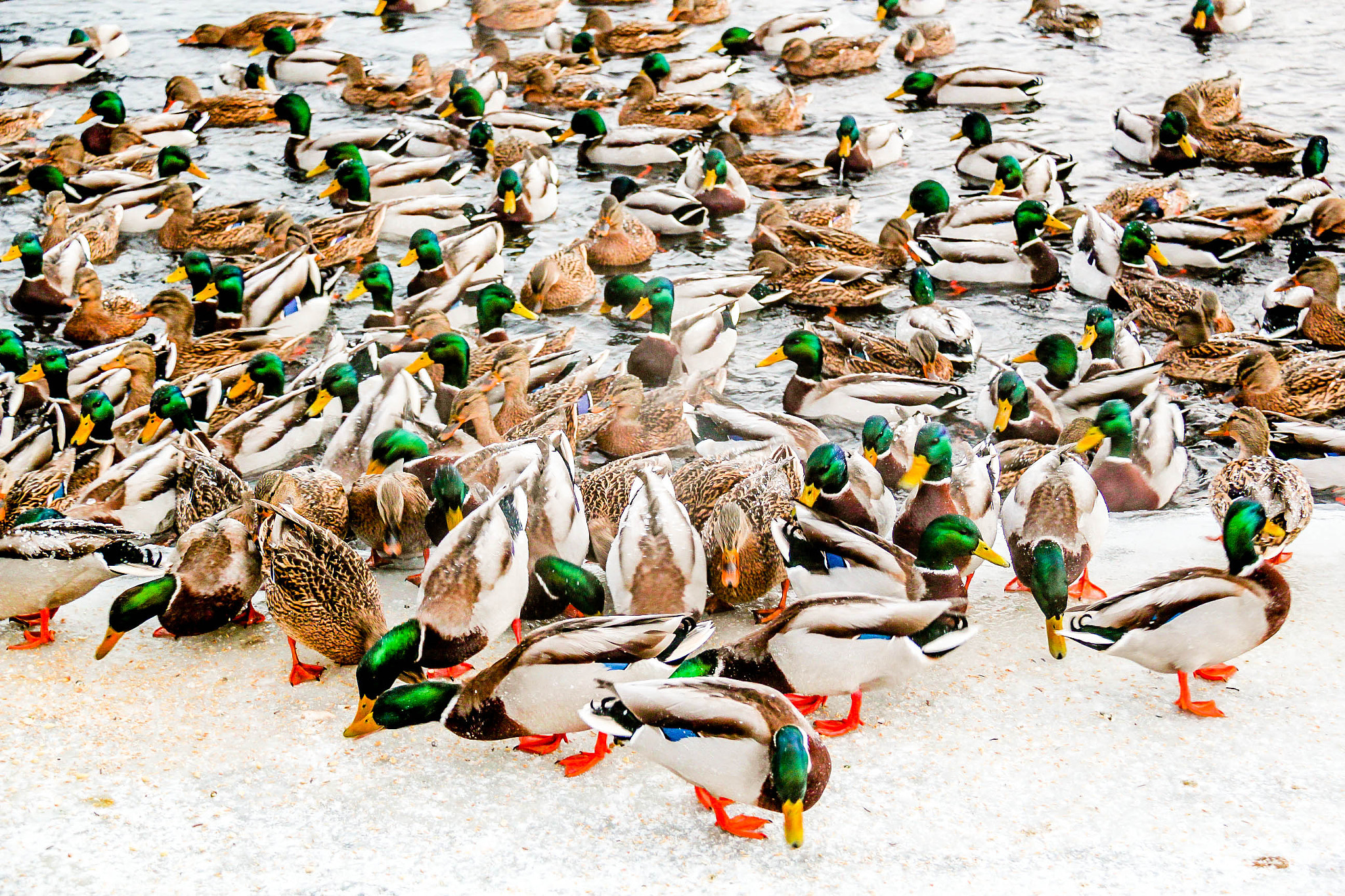 Canon EOS 550D (EOS Rebel T2i / EOS Kiss X4) sample photo. Ducks in frozen lake, tampere, finland photography