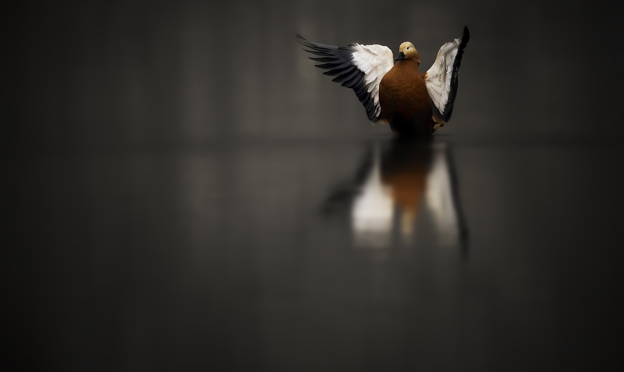 Canon EOS 60D + Canon EF 400mm F5.6L USM sample photo. Ruddy shelduck photography