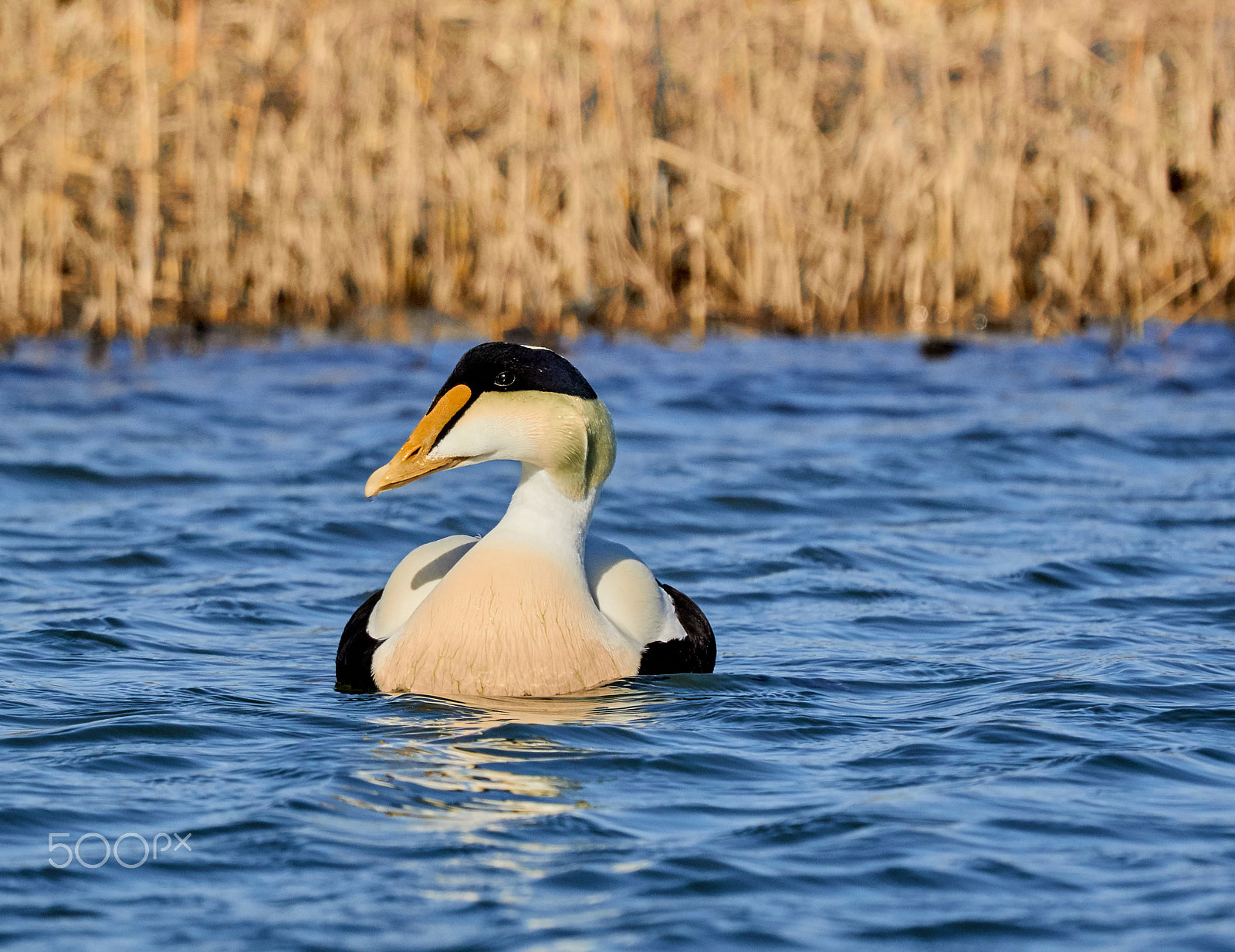 Canon EF 100-400mm F4.5-5.6L IS USM sample photo. Male common eider photography