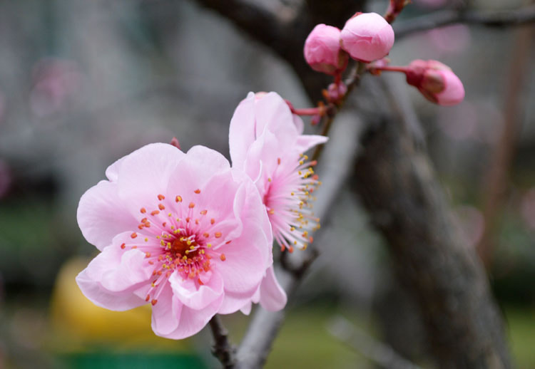 Nikon D3200 + Sigma 10mm F2.8 EX DC HSM Diagonal Fisheye sample photo. Peach blossom 7 photography