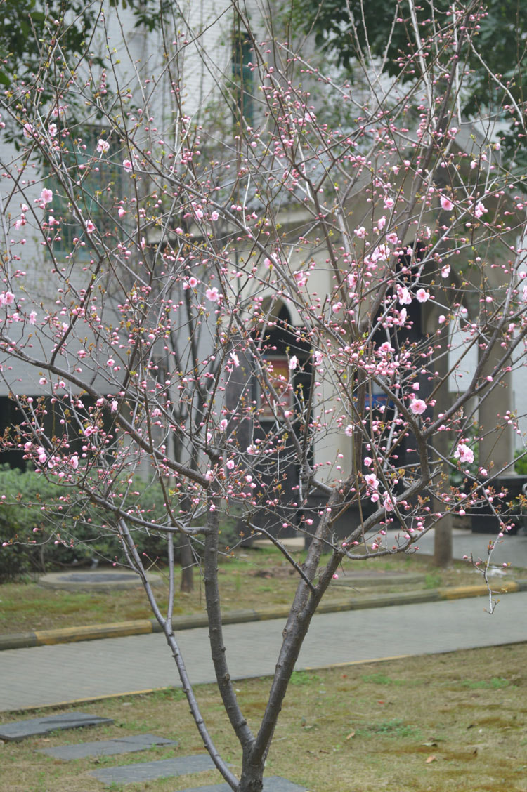 Nikon D3200 + AF Zoom-Nikkor 35-80mm f/4-5.6D sample photo. Peach blossom 5 photography