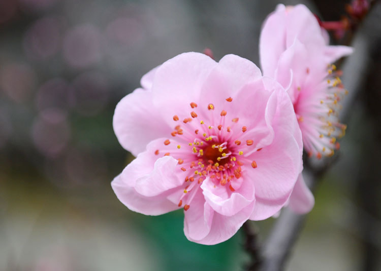 Nikon D3200 + AF Zoom-Nikkor 35-70mm f/2.8D N sample photo. Peach blossom9 photography