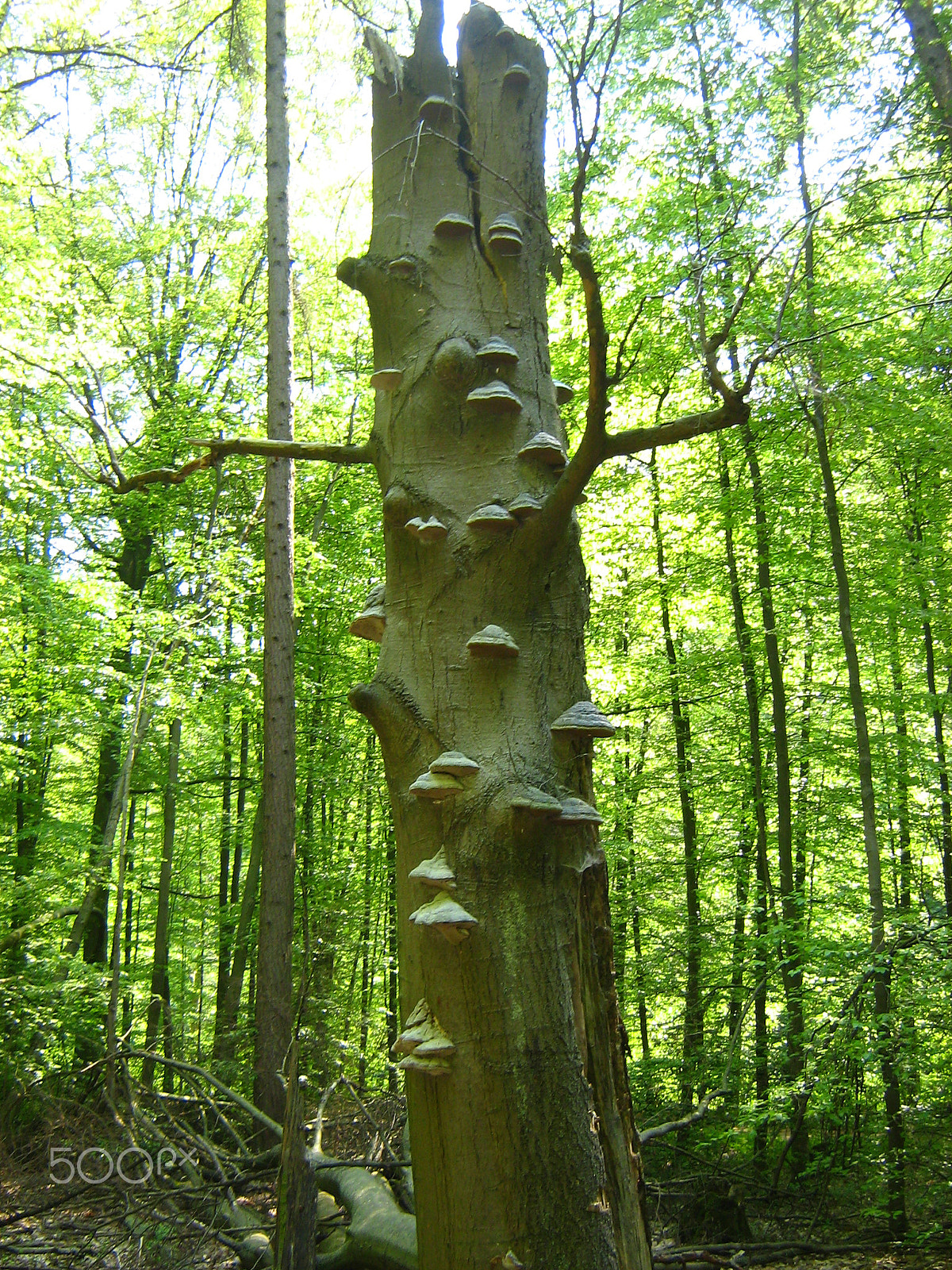 Canon POWERSHOT A430 sample photo. Pilzbaum photography