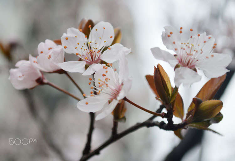 AF Zoom-Nikkor 24-50mm f/3.3-4.5 sample photo. Pear flower photography