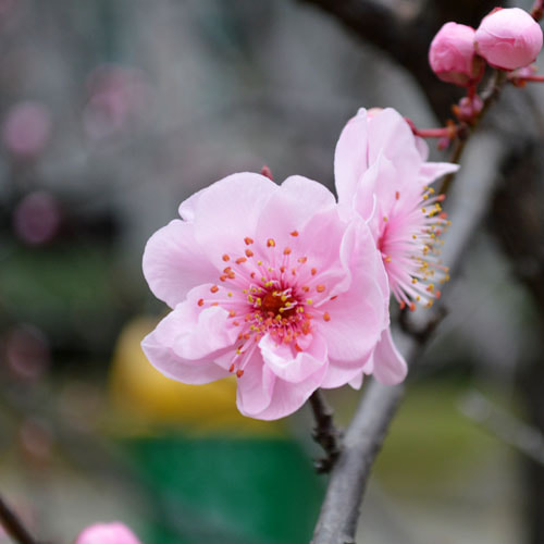 Nikon D3200 + Sigma 10mm F2.8 EX DC HSM Diagonal Fisheye sample photo. Pear flower photography