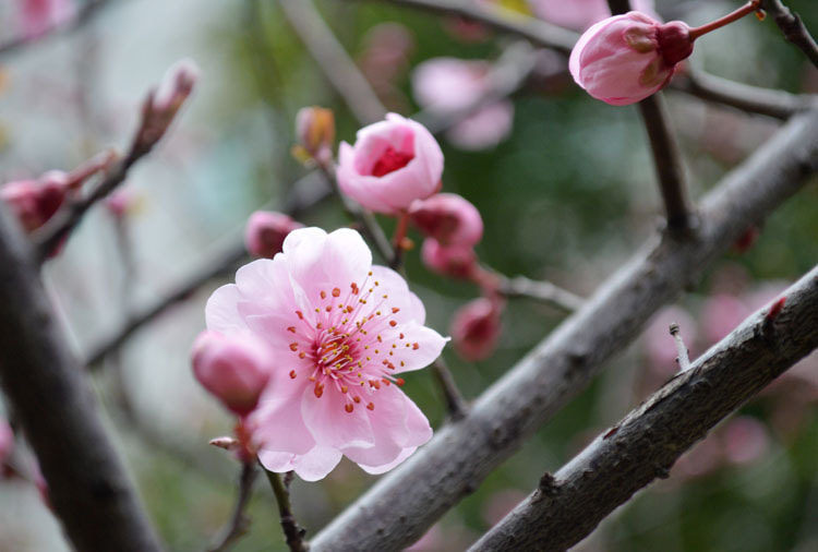 Nikon D3200 + Nikon AF Micro-Nikkor 60mm F2.8D sample photo. Peach blossom 8 photography