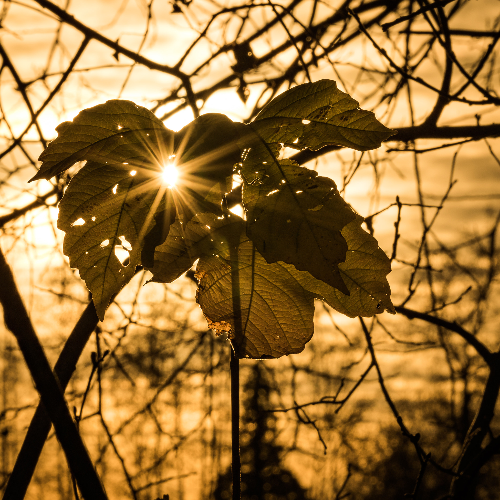 Sony a7 II + Tamron SP 70-200mm F2.8 Di VC USD sample photo. Sunset silhouette photography