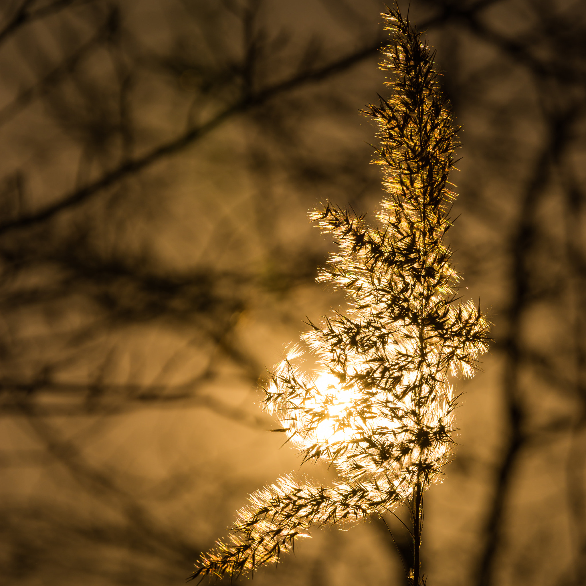 Sony a99 II + Tamron SP 70-200mm F2.8 Di VC USD sample photo. Sunset silhouette photography