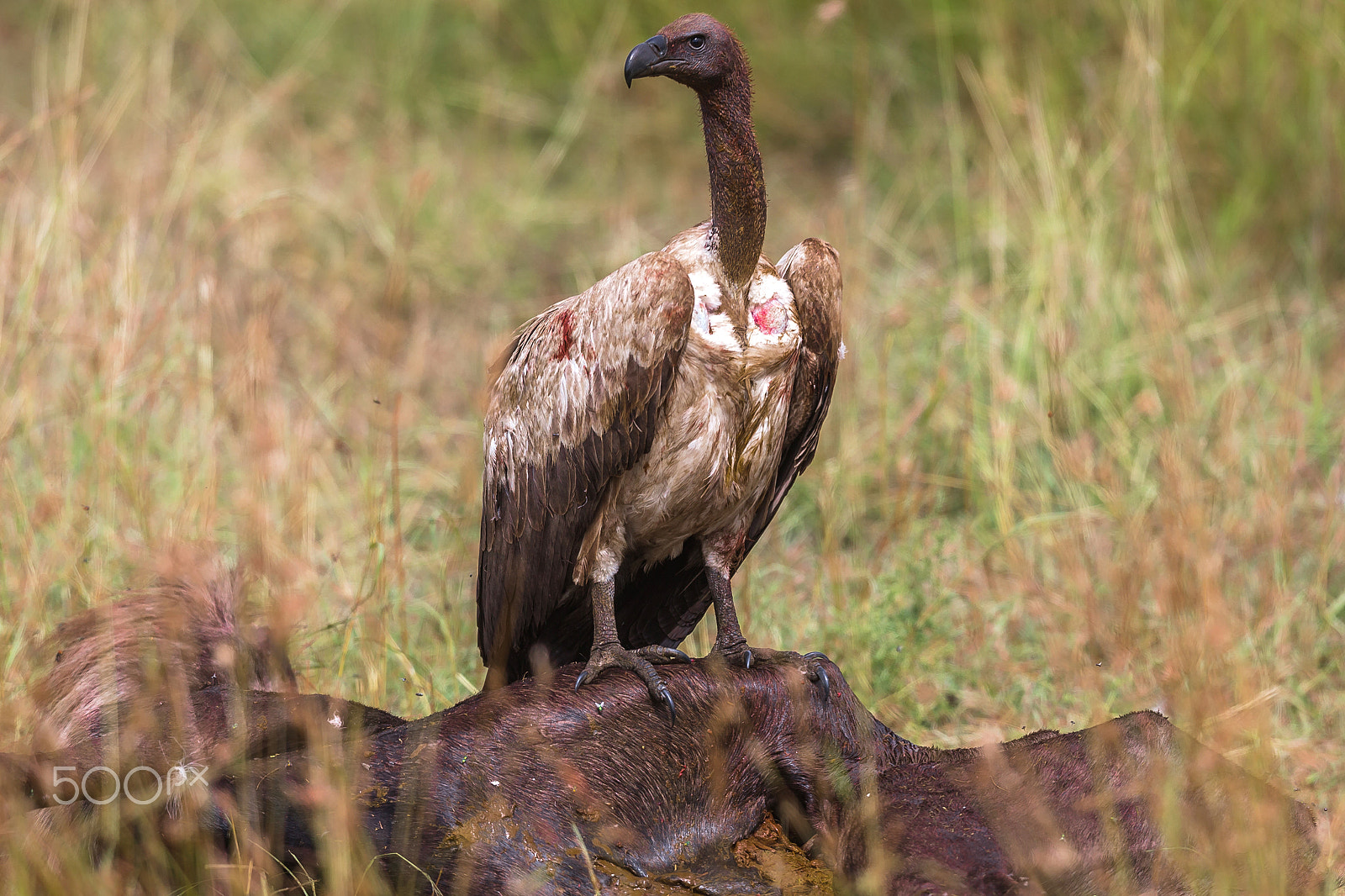 Canon EOS-1D X + Canon EF 400mm F2.8L IS USM sample photo. No.1 photography