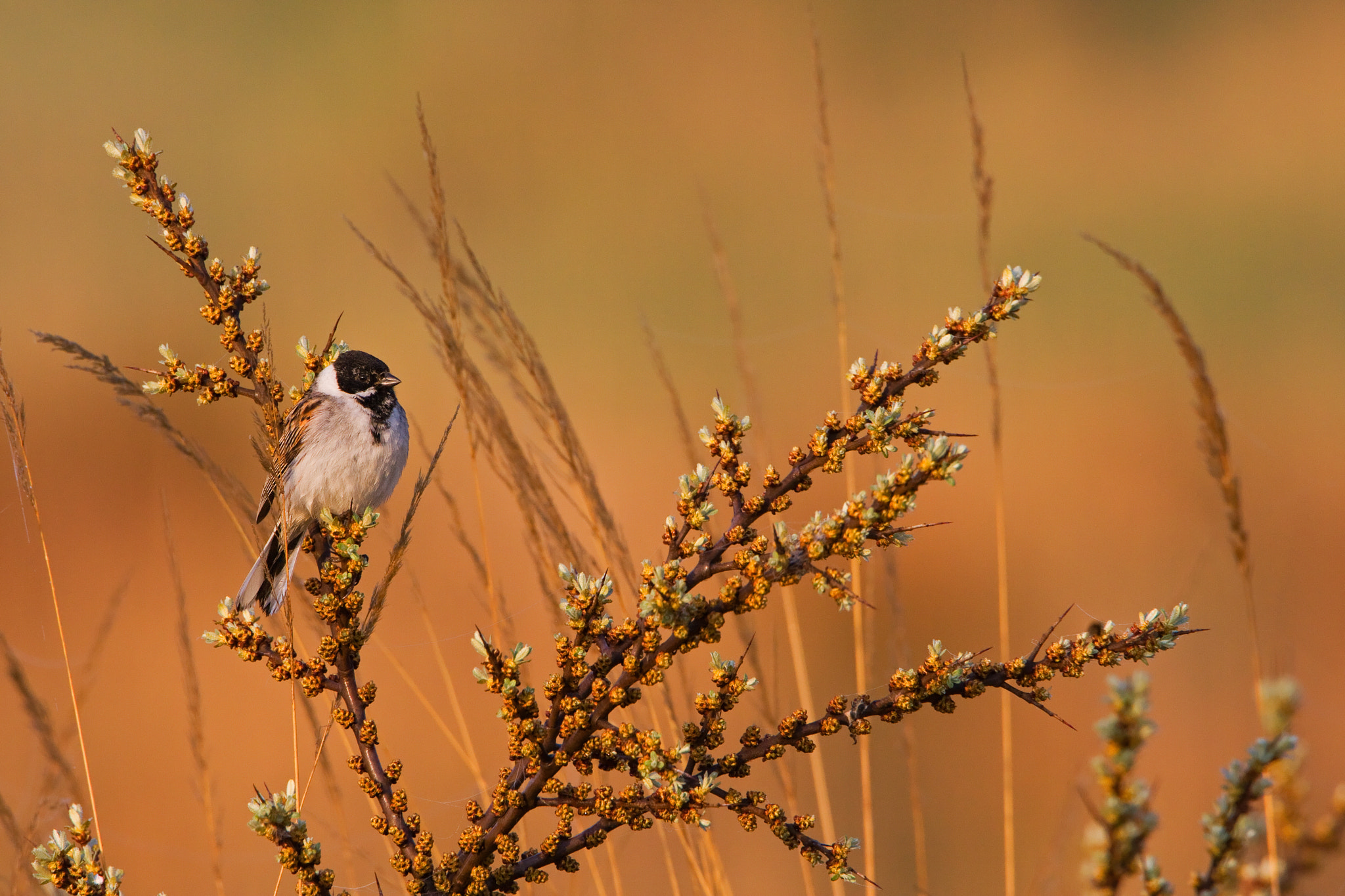 Canon EOS 40D + Canon EF 500mm F4L IS USM sample photo. Reed bunting photography